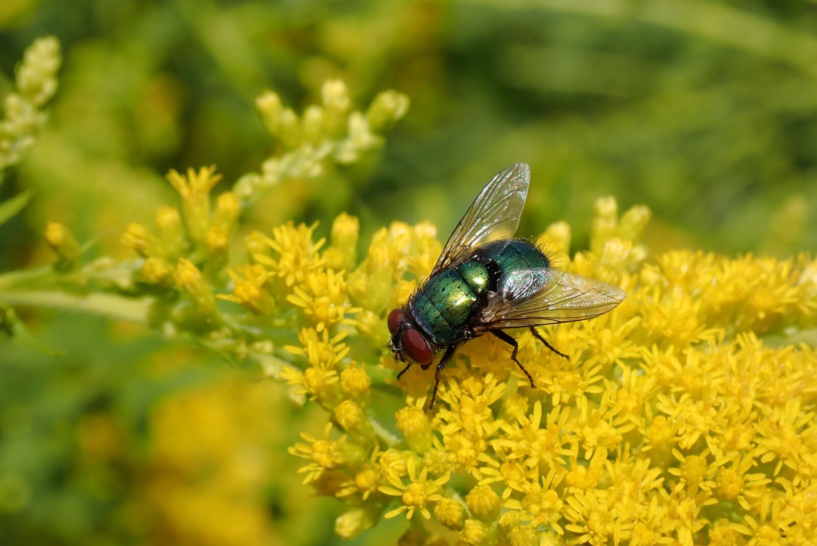 Olympus TG-5 sample photo. Goldfliege, bluebottle, fly photography