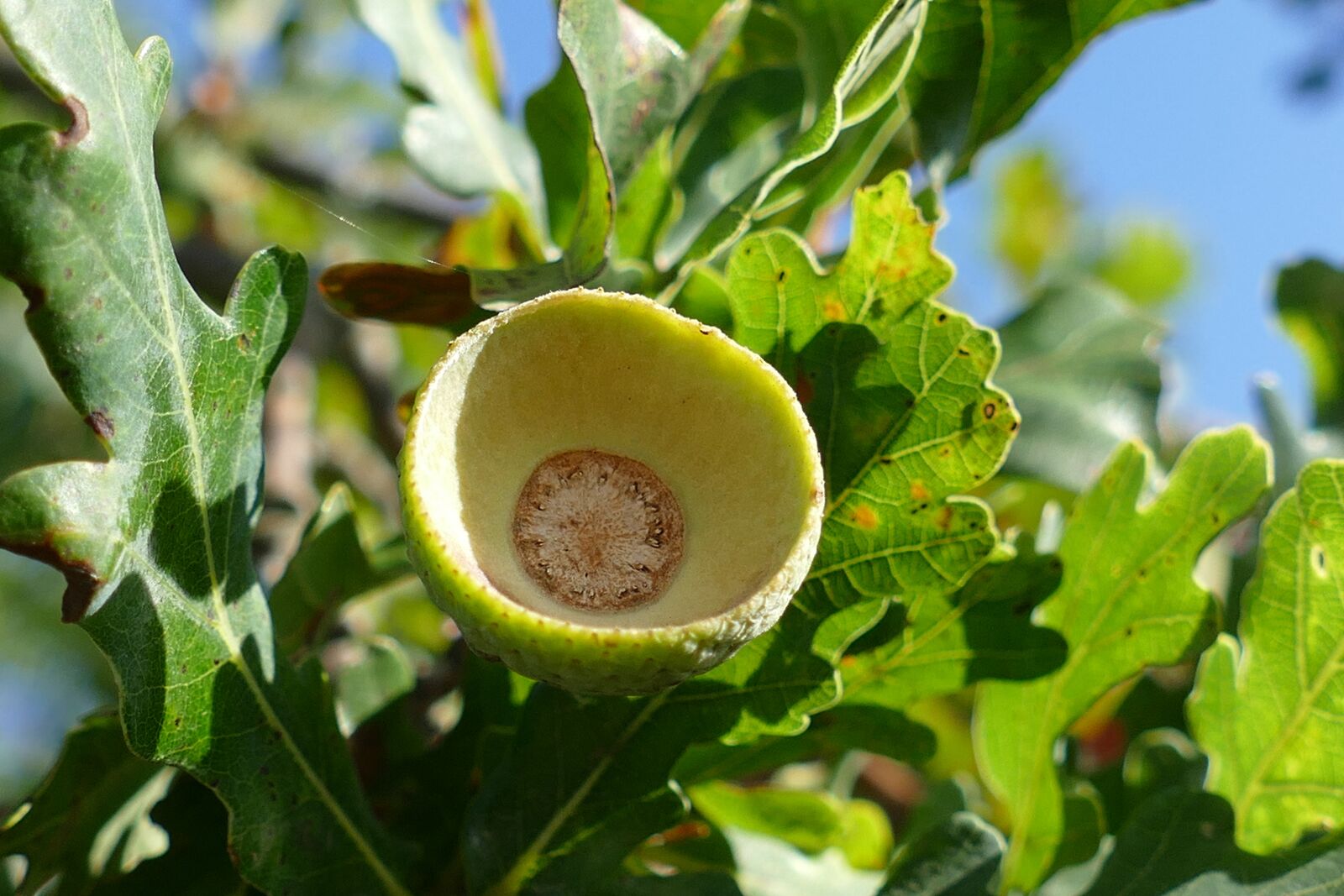 Panasonic Lumix DMC-FZ1000 sample photo. Acorn, oaknut, fruit photography