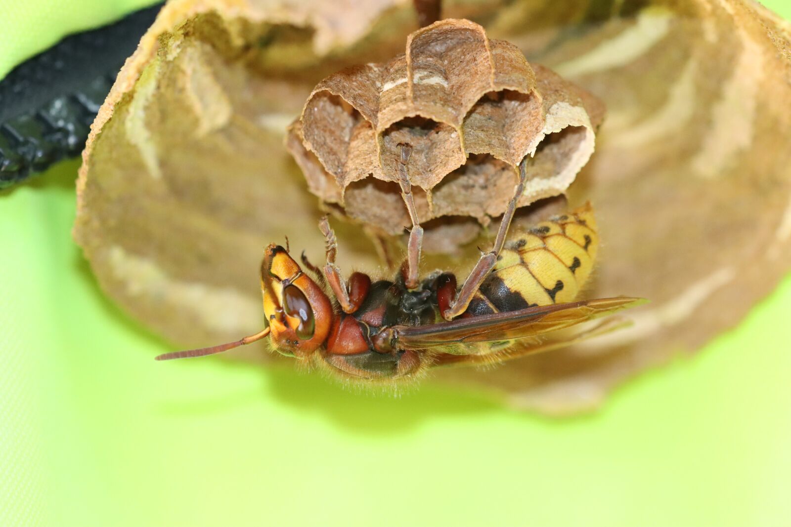 Canon EOS 90D sample photo. Wasp, hornet, insect photography