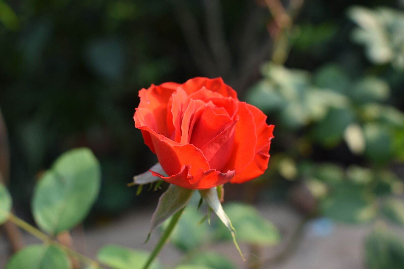 Nikon D3500 sample photo. Rosa, red, flowers photography