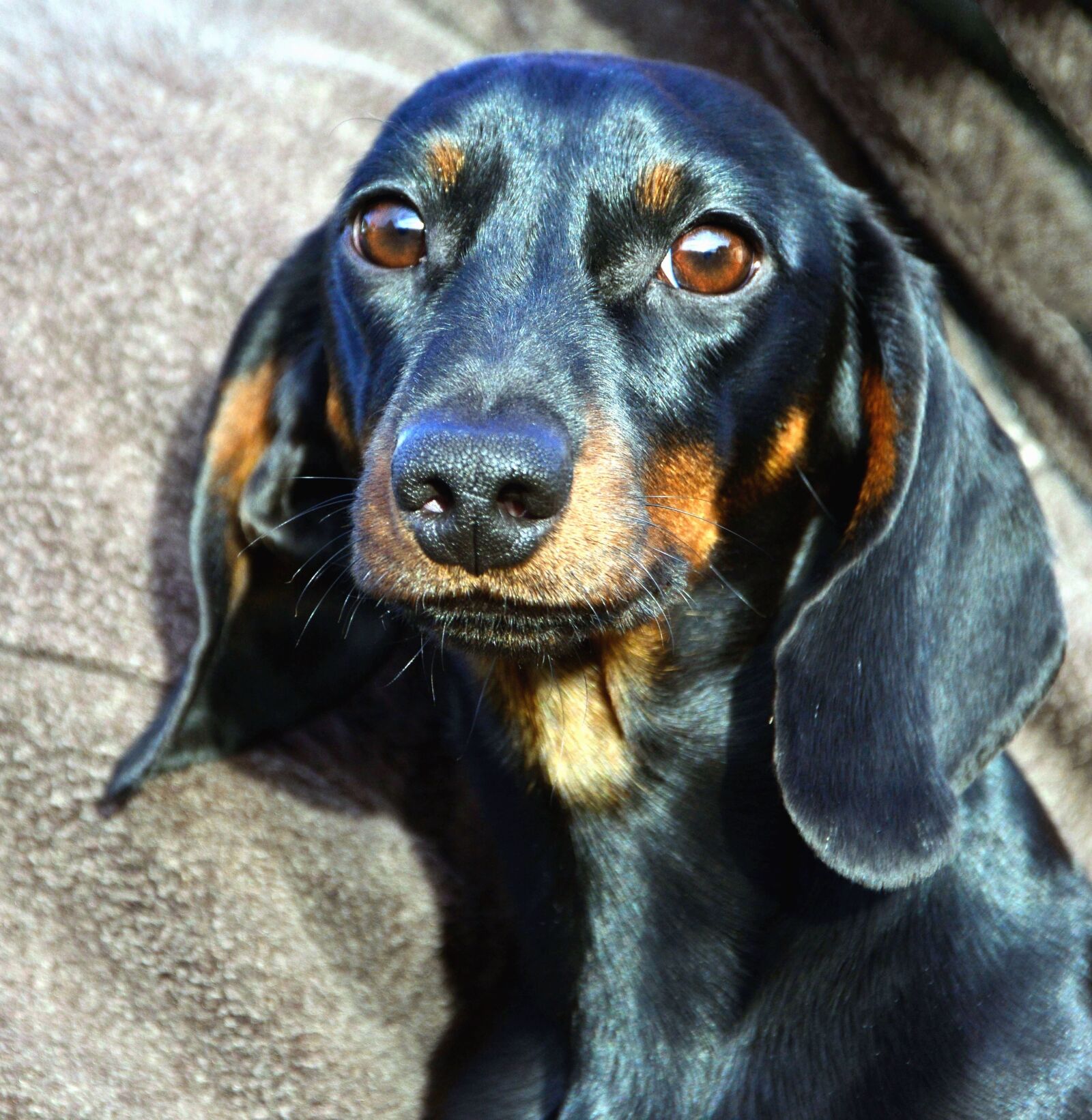 Nikon D5200 sample photo. Dog, animal, pet, muzzle photography