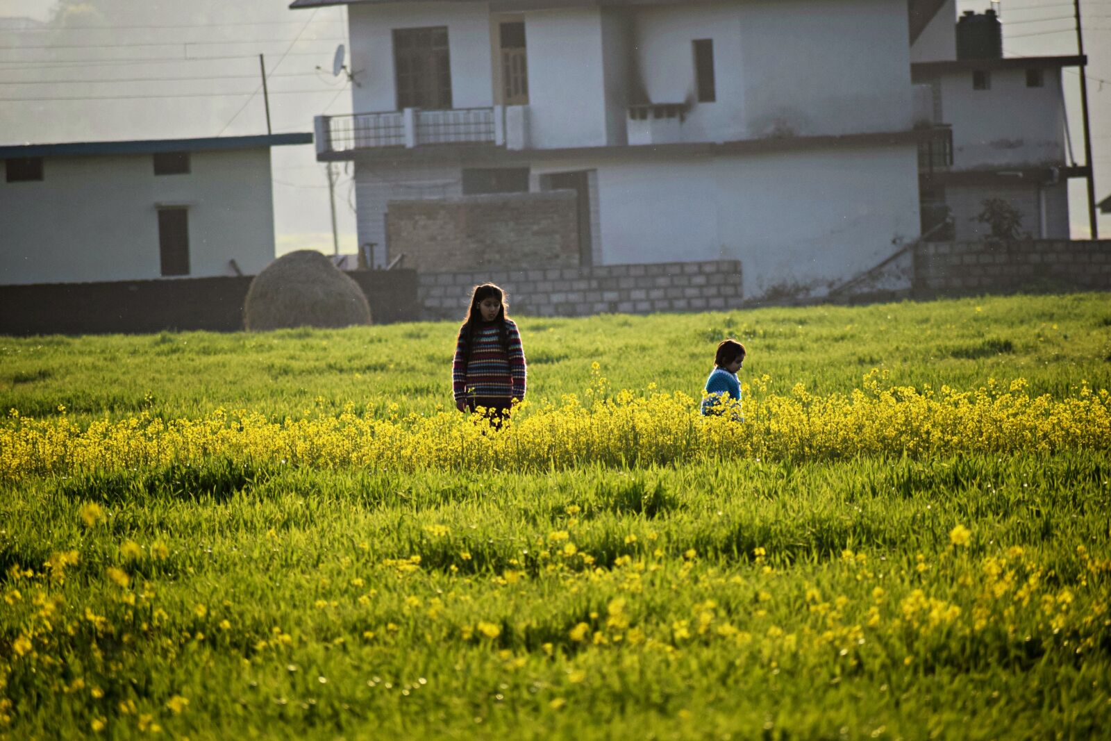 Nikon D3300 sample photo. Mustard field, flowers, yellow photography