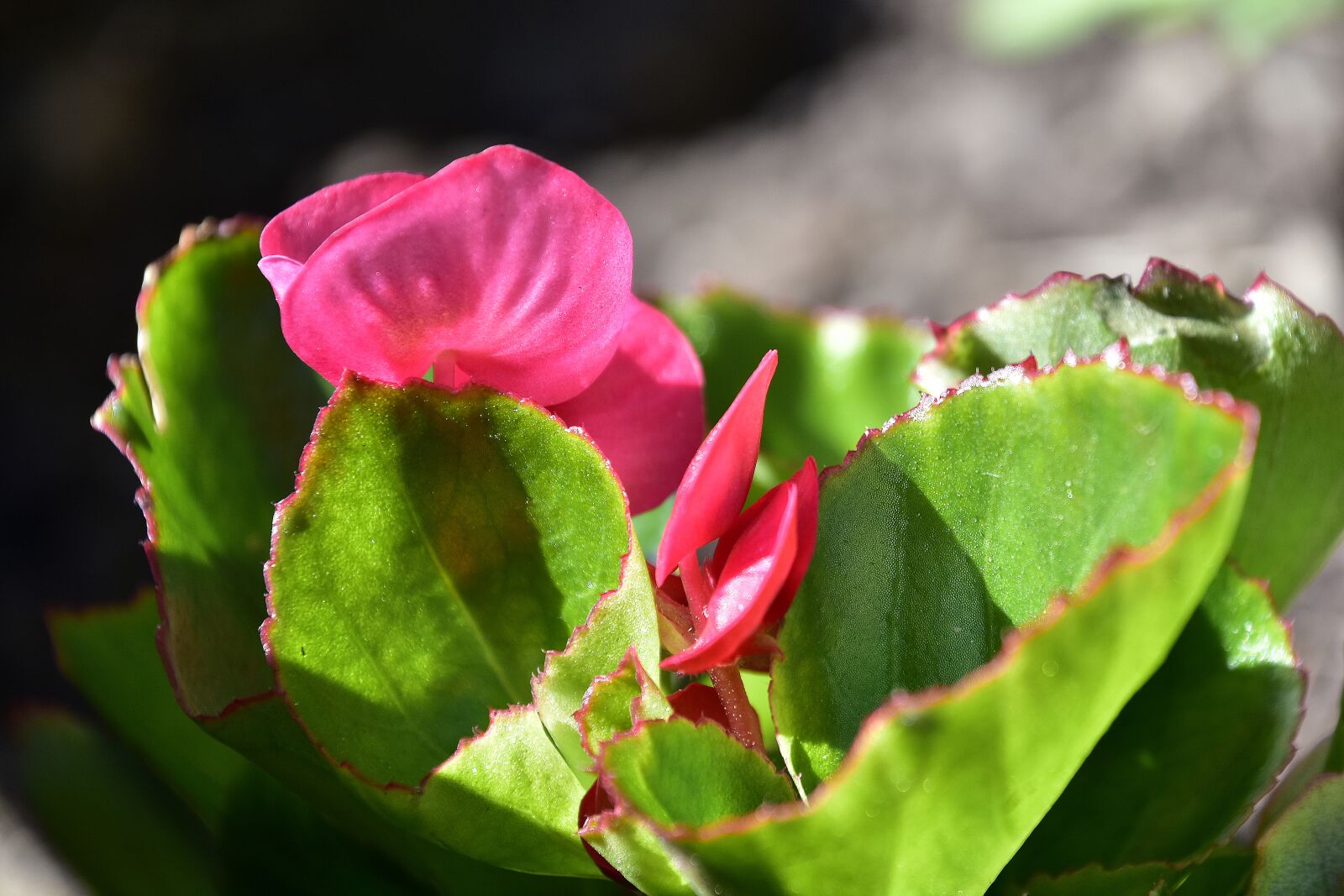 Nikon D7200 sample photo. Flowers, garden, nature photography