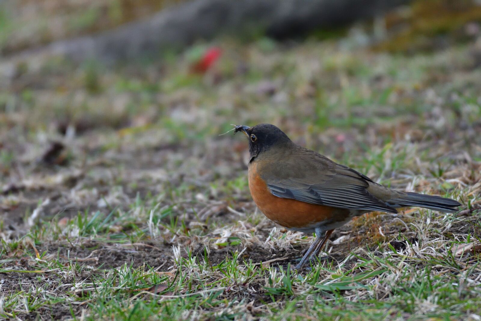 Nikon D500 sample photo. Natural, wild animals, bird photography