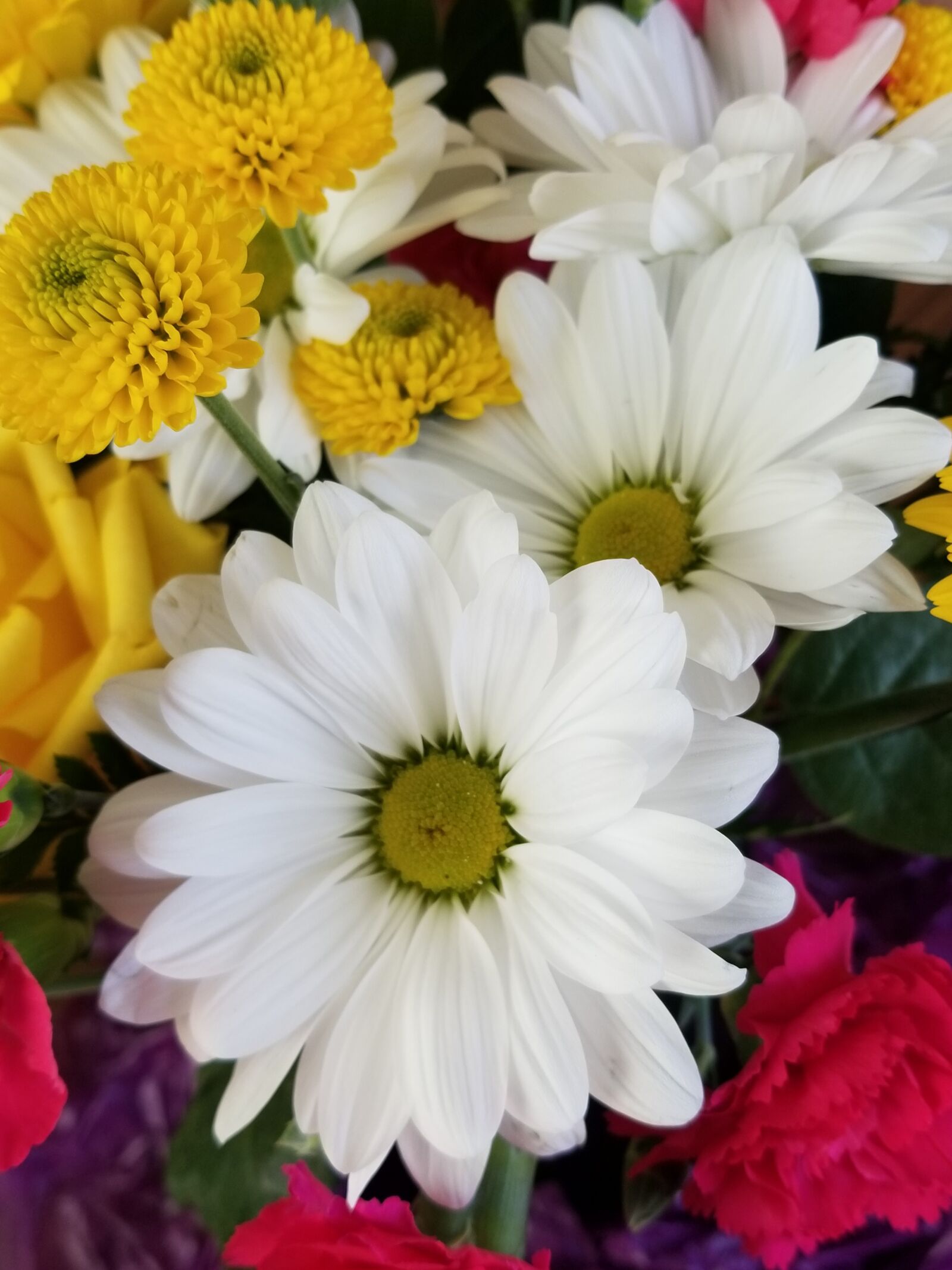 Samsung Galaxy S8 sample photo. Daisy, flower, daisies photography