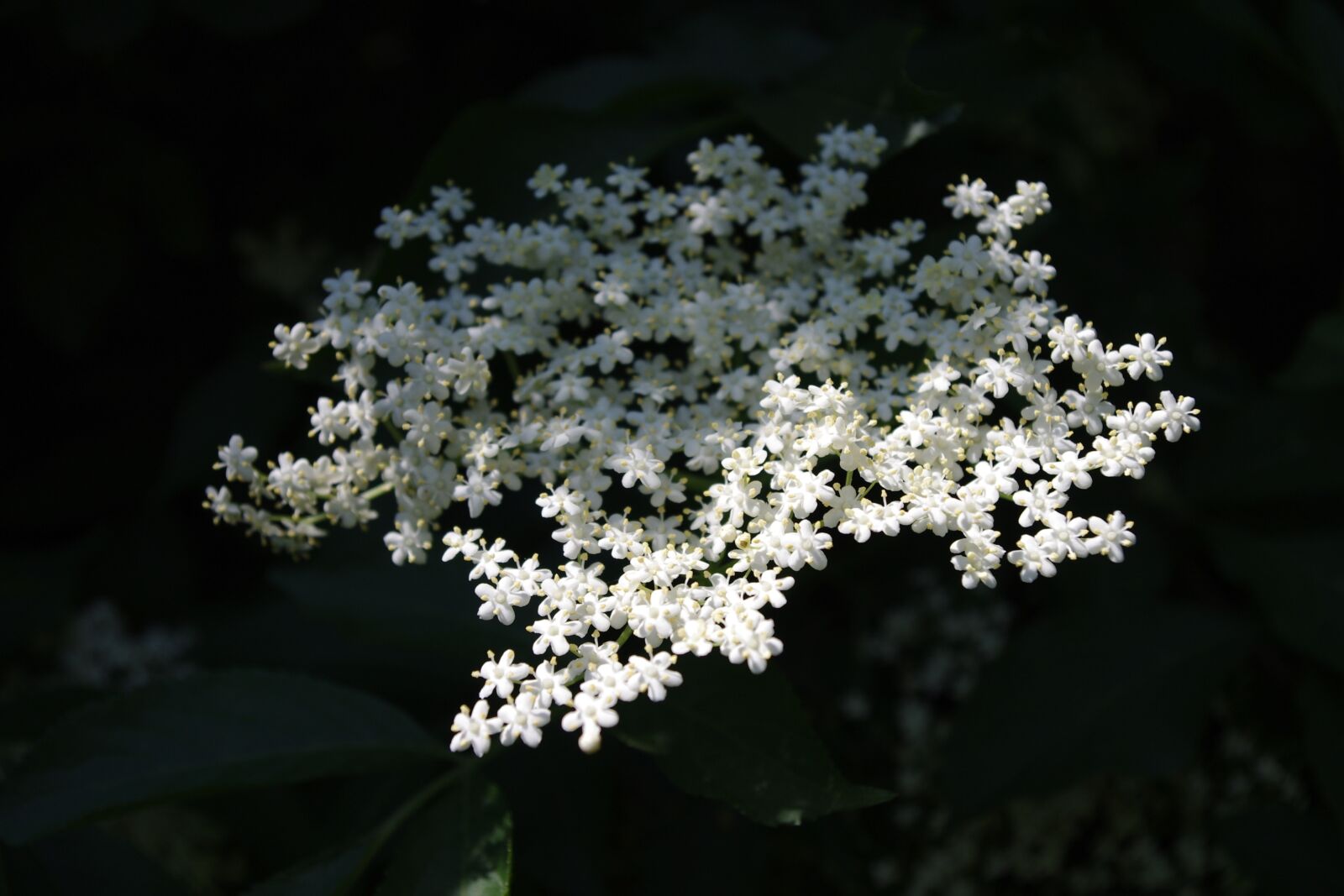 Pentax K-x sample photo. Lichtspiel, white flower, plant photography