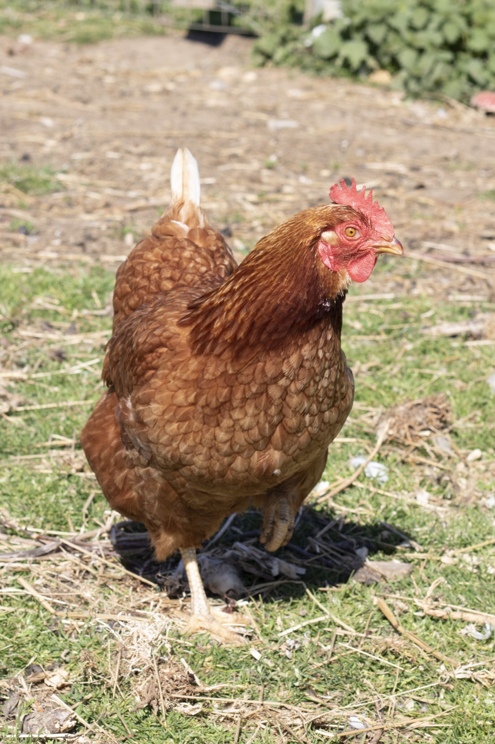 Canon EF 50mm F1.8 II sample photo. Hen, chicken, bird photography