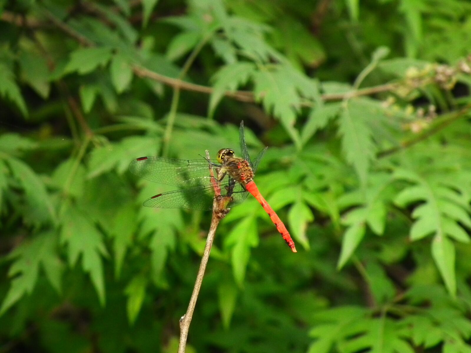 FujiFilm FinePix HS10 (FinePix HS11) sample photo. Nature, leaf, plant photography