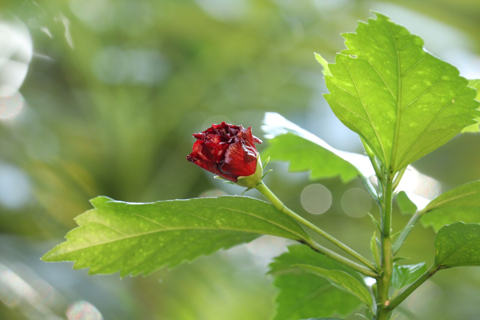 Canon EOS 250D (EOS Rebel SL3 / EOS Kiss X10 / EOS 200D II) sample photo. Green, leaf, flower photography