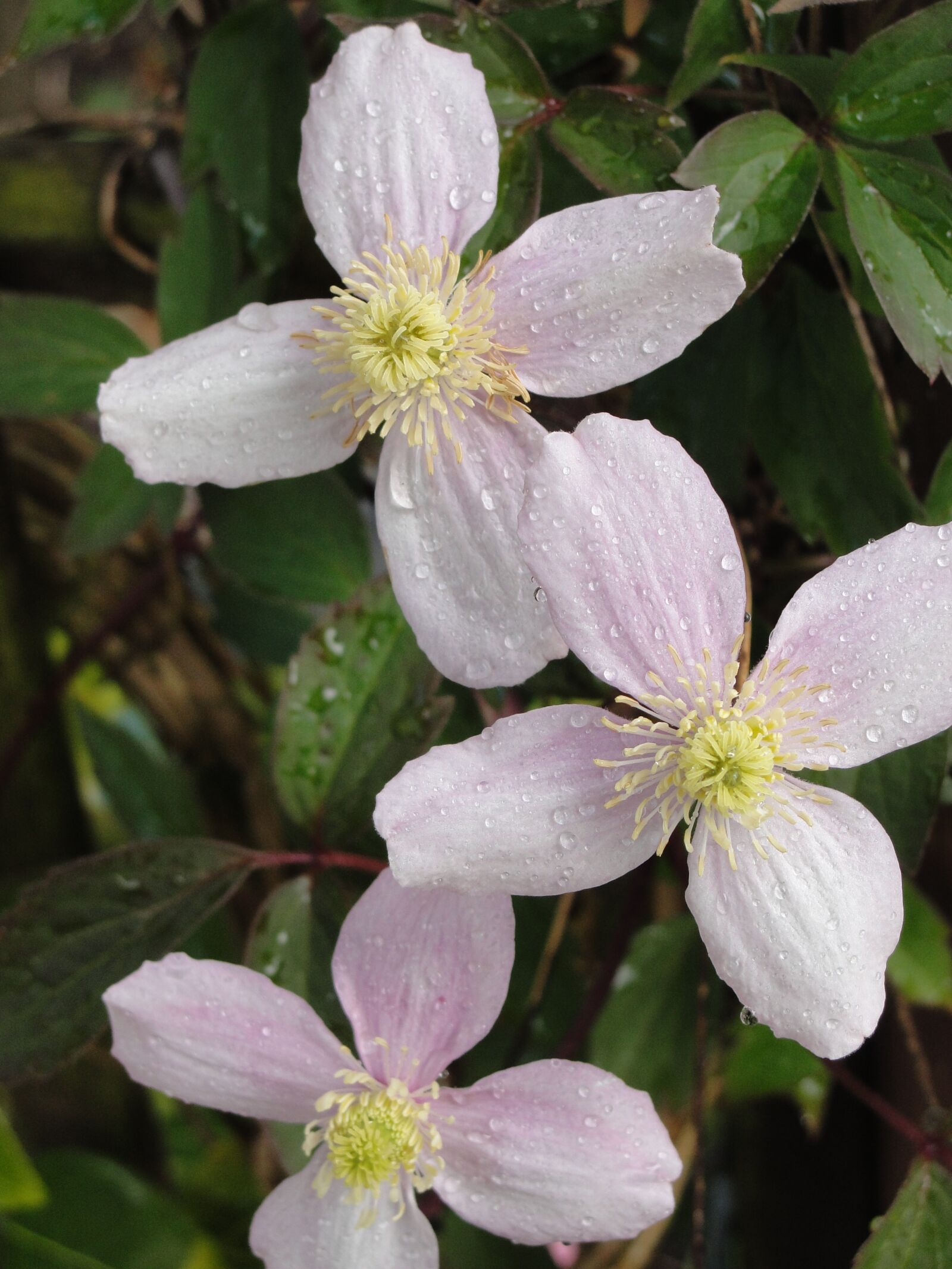 Sony Cyber-shot DSC-H20 sample photo. Flower, montana, clematis photography