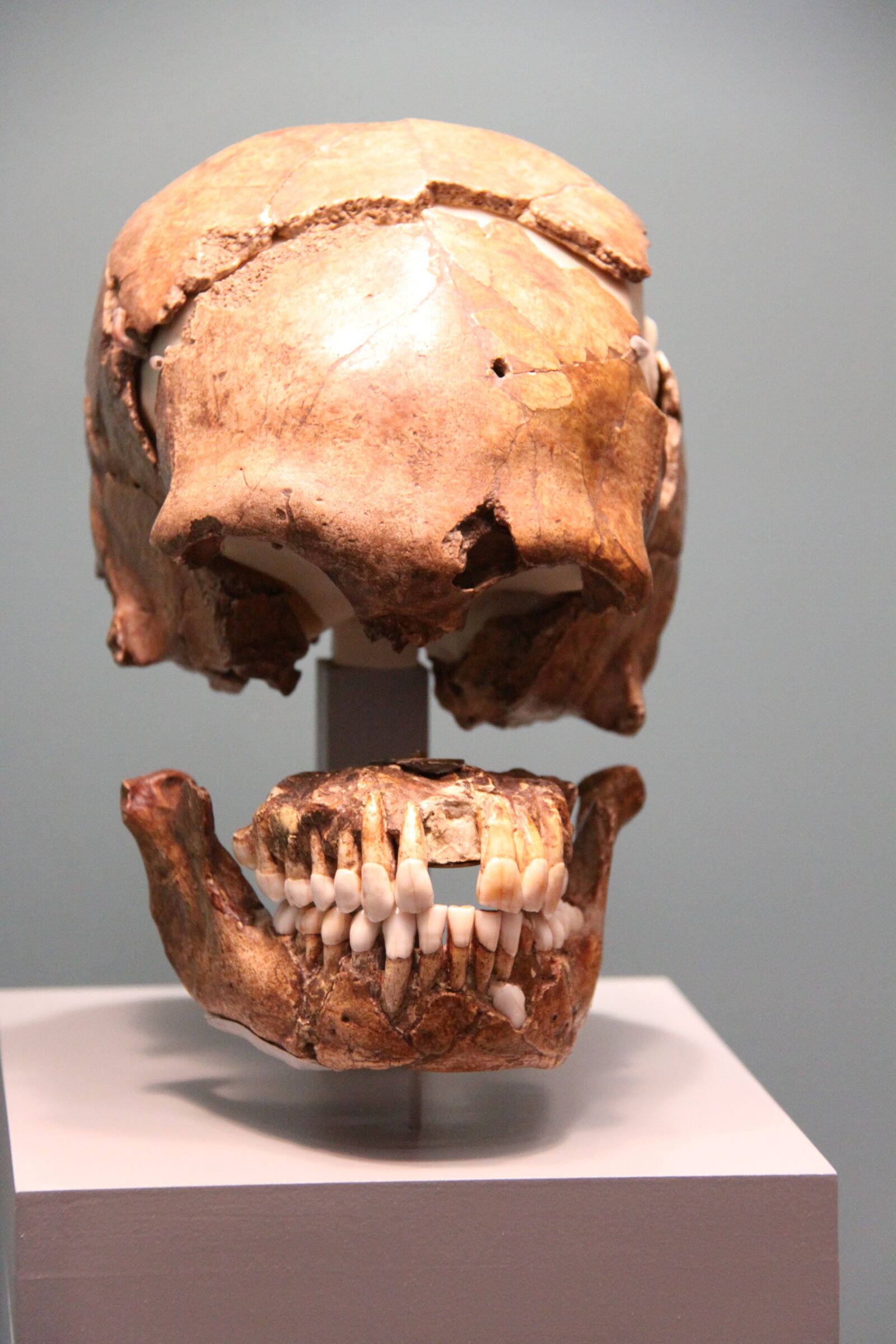 Canon EOS 50D sample photo. Skull, frontal, museum photography