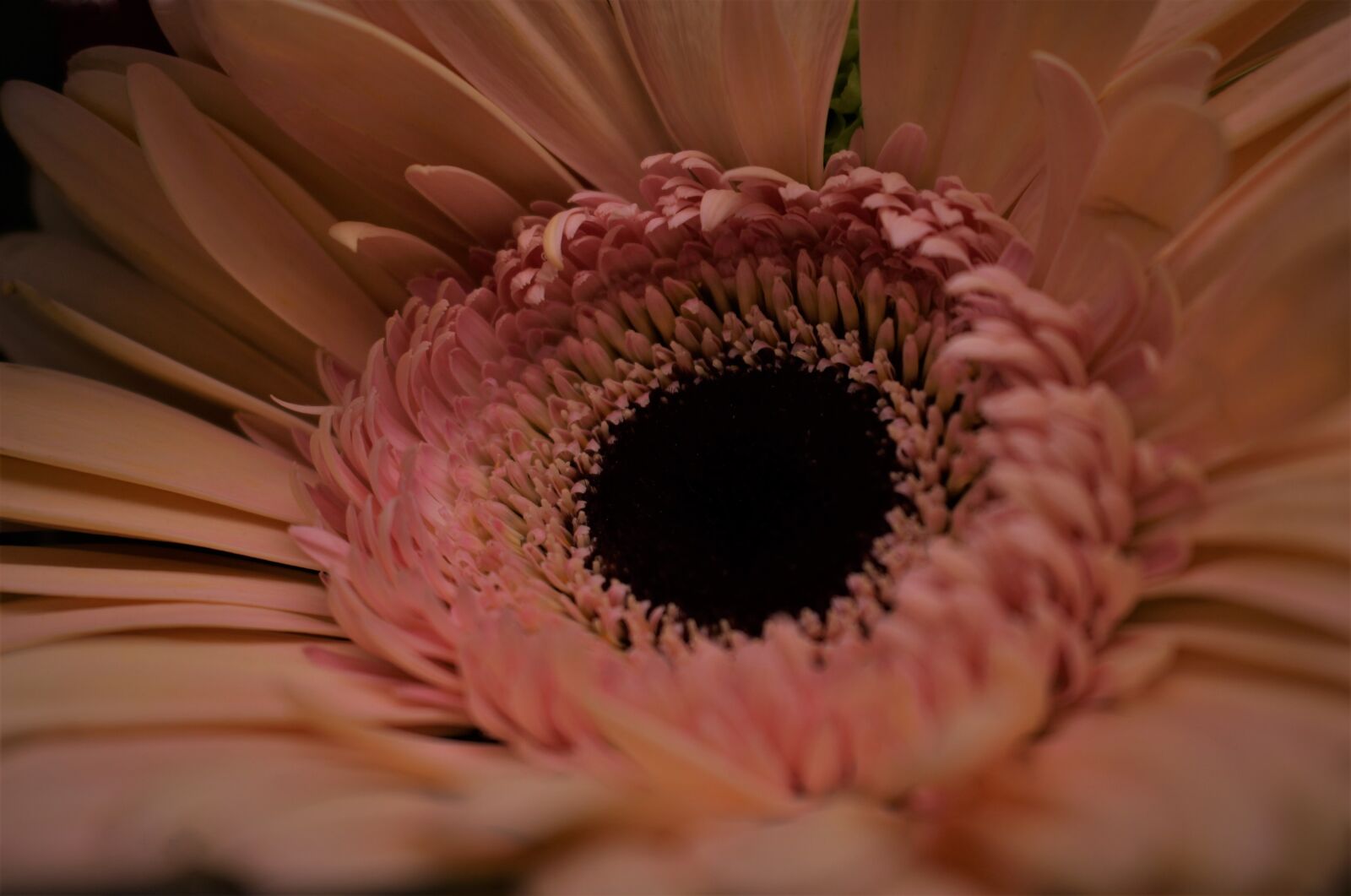 Canon EOS 100D (EOS Rebel SL1 / EOS Kiss X7) sample photo. Macro, sunflower, peach photography