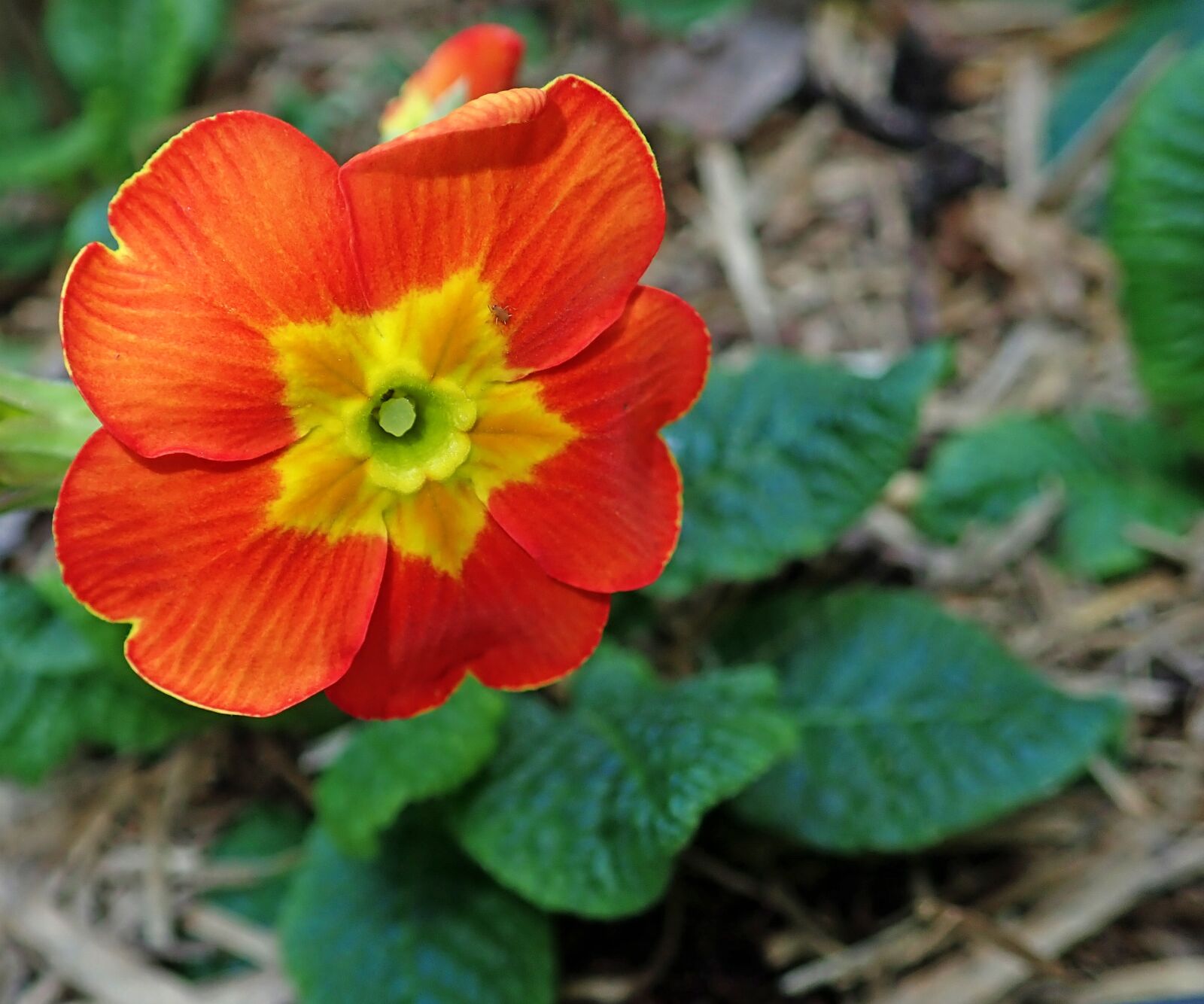 Olympus TG-5 sample photo. Primrose, flower, orange photography
