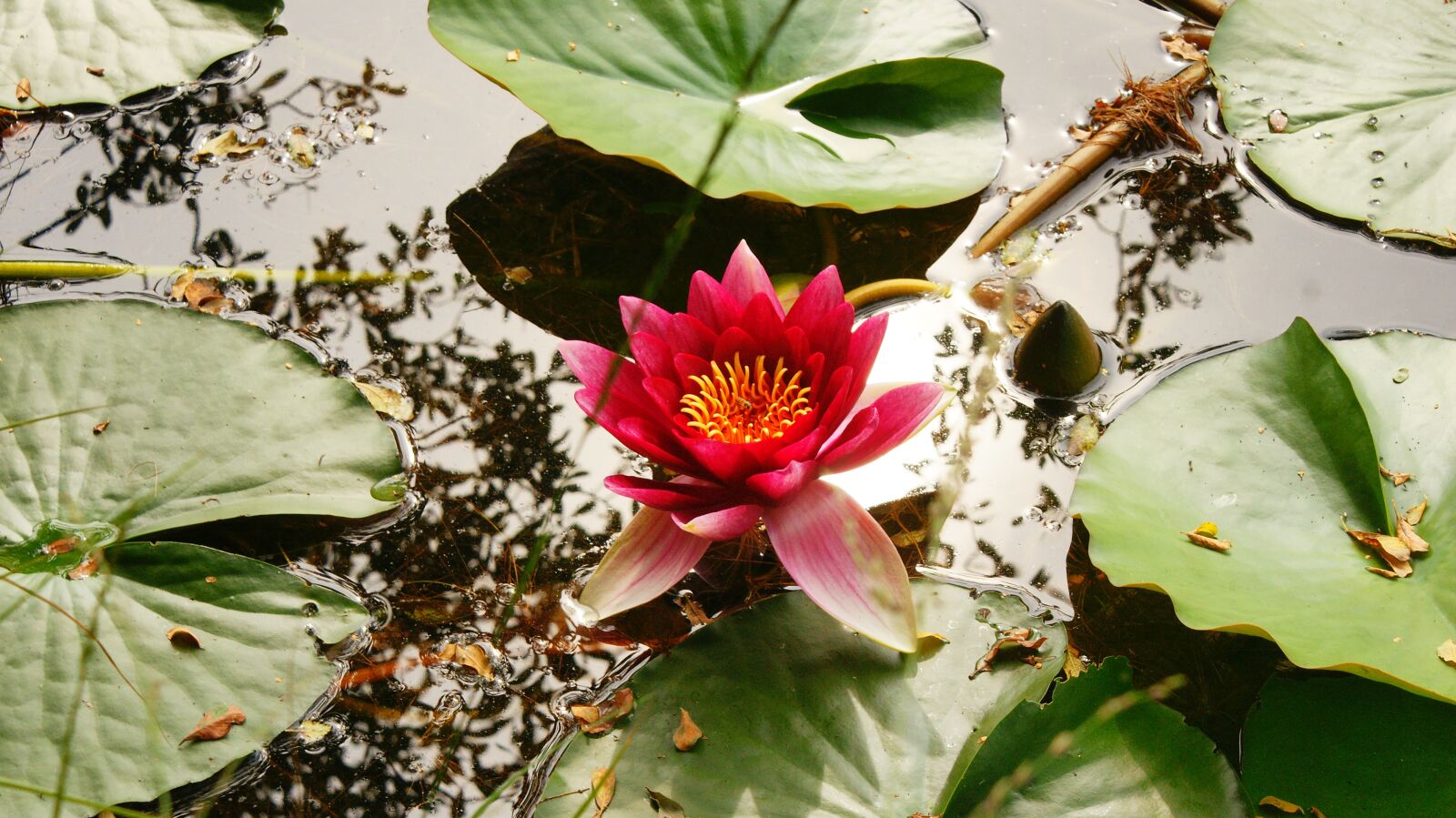 Sony Alpha DSLR-A700 sample photo. Lily, pond, water photography