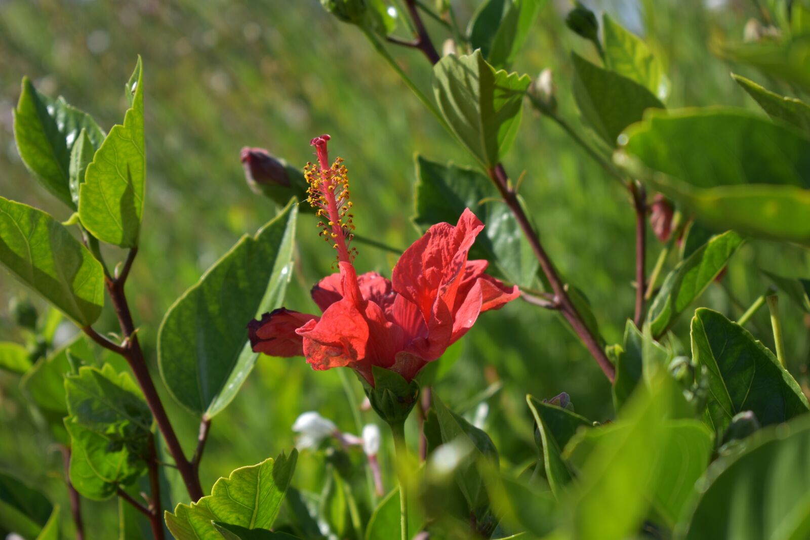 Nikon D3500 sample photo. Flower, macro, spring photography