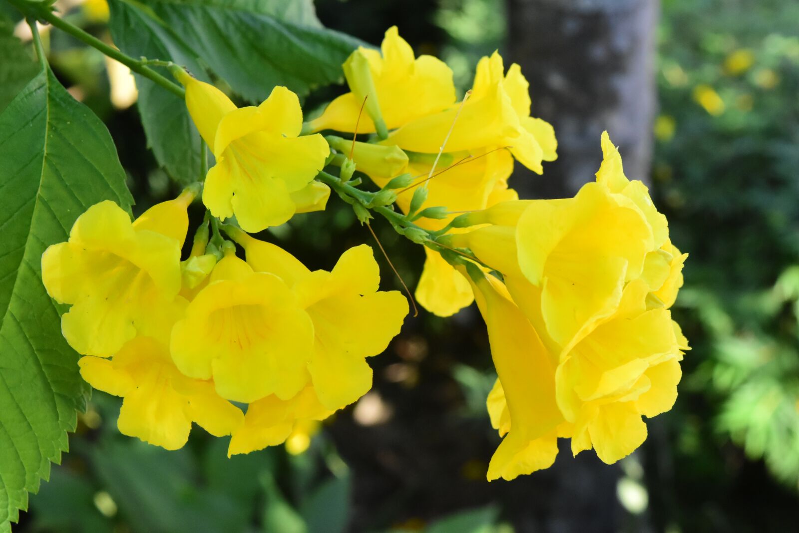 Nikon D5500 sample photo. Flowers, nature, natural photography
