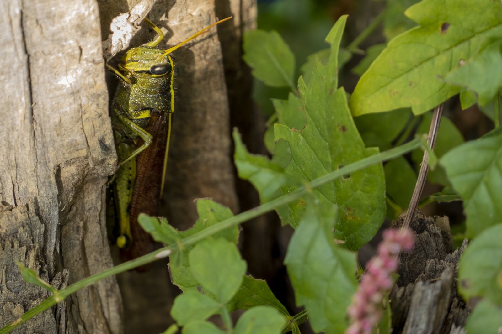 Panasonic Lumix DMC-FZ1000 sample photo. Grasshopper, green, insect photography