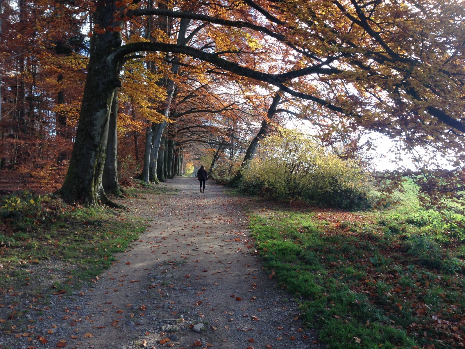 iPhone 5 back camera 4.12mm f/2.4 sample photo. Forest, away, autumn photography