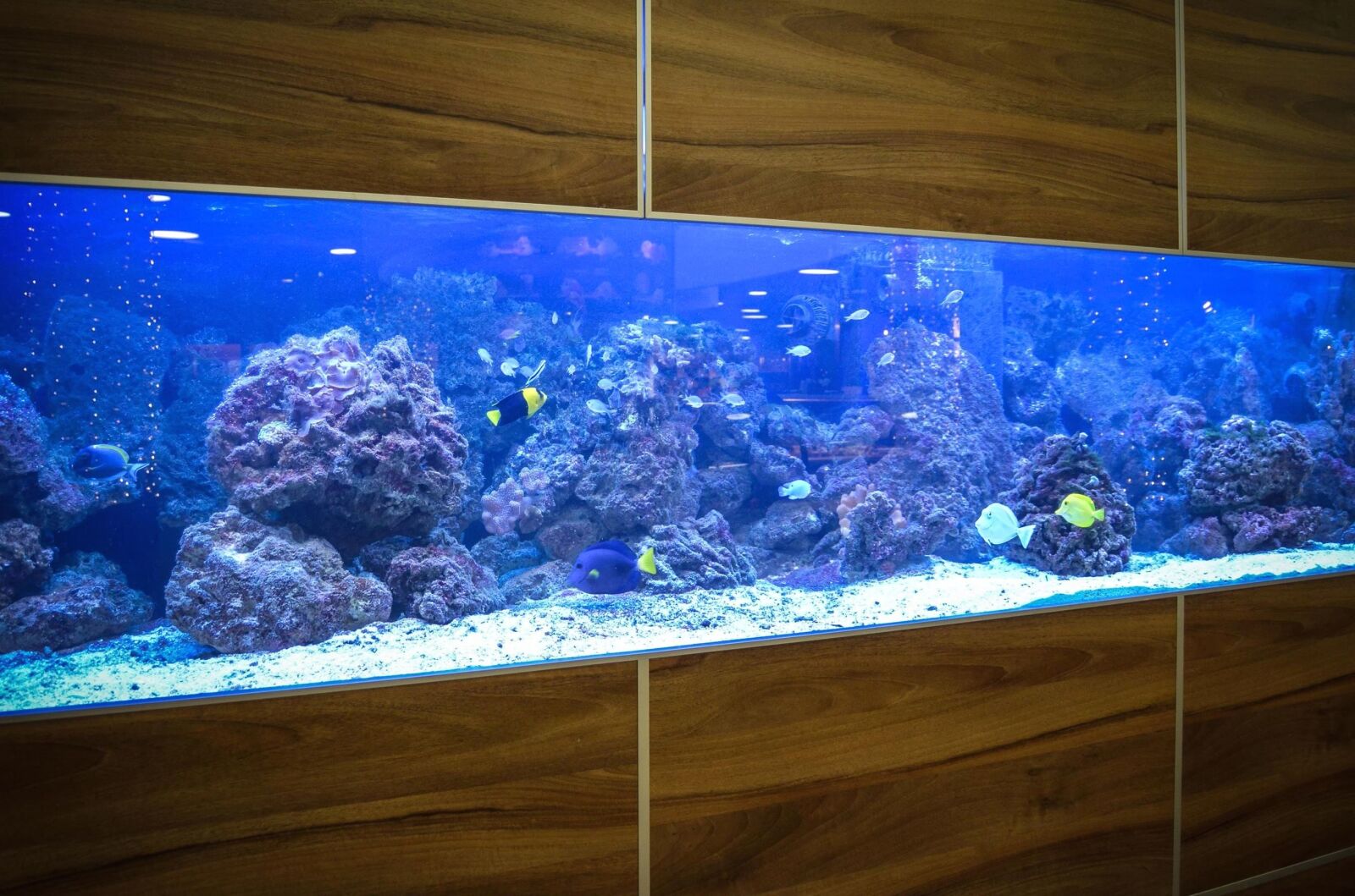 Nikon D5100 sample photo. Aquarium, water, stone, fish photography