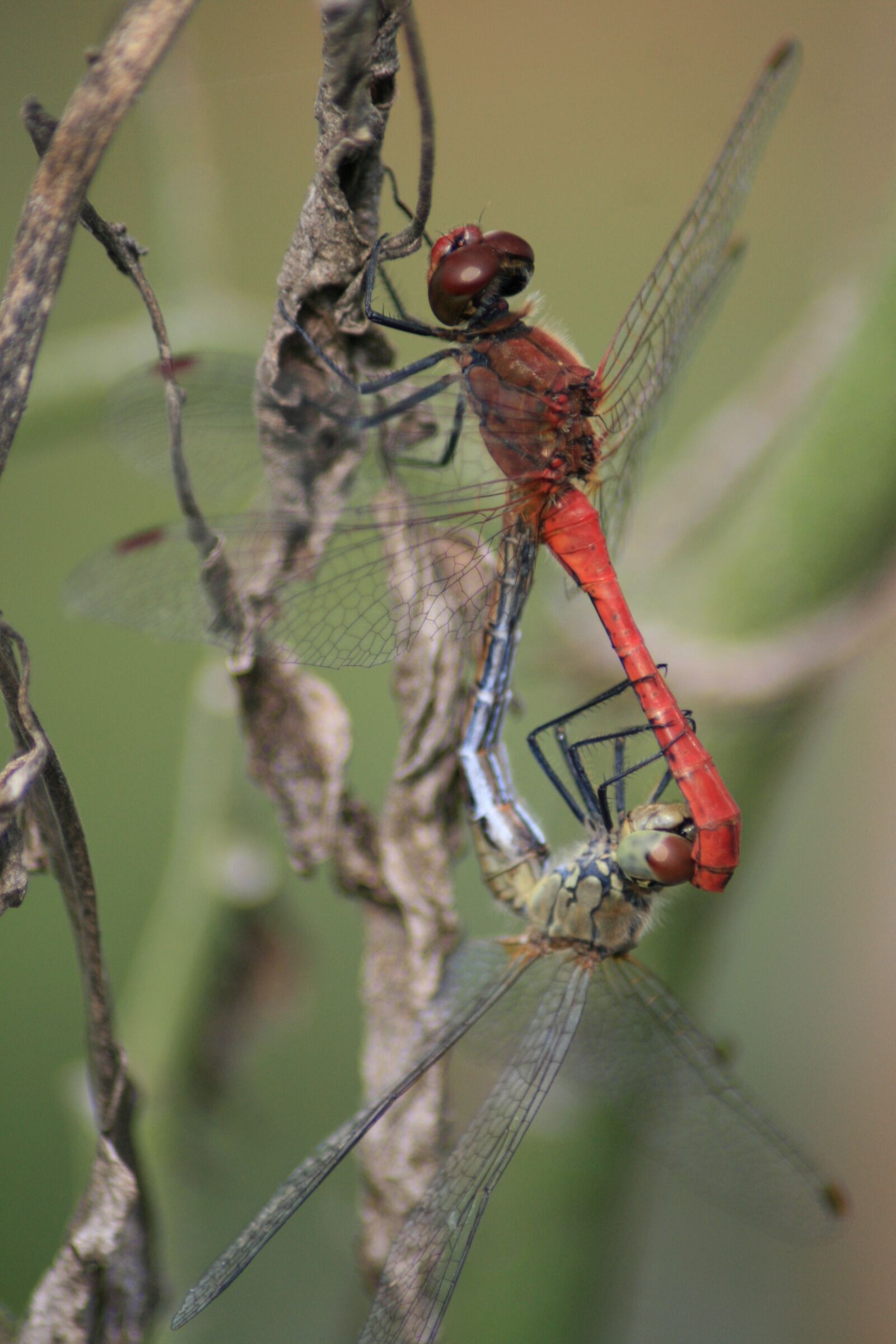Canon EOS 400D (EOS Digital Rebel XTi / EOS Kiss Digital X) sample photo. Dragonflies, pair of dragonflies photography
