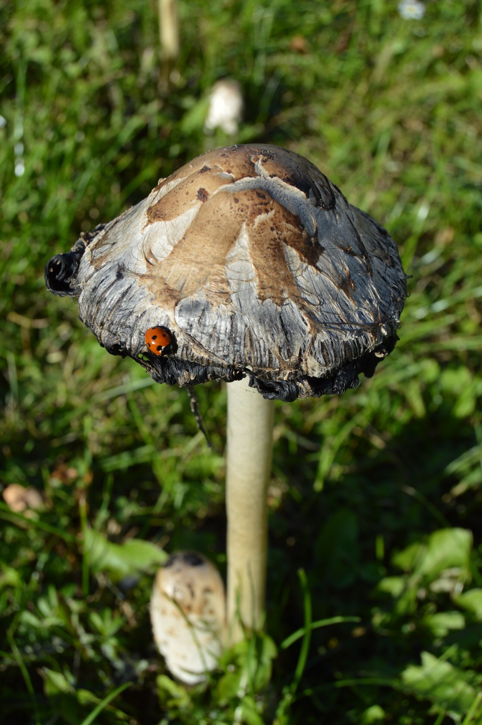Nikon D3200 sample photo. Mushroom, ladybug, autumn photography