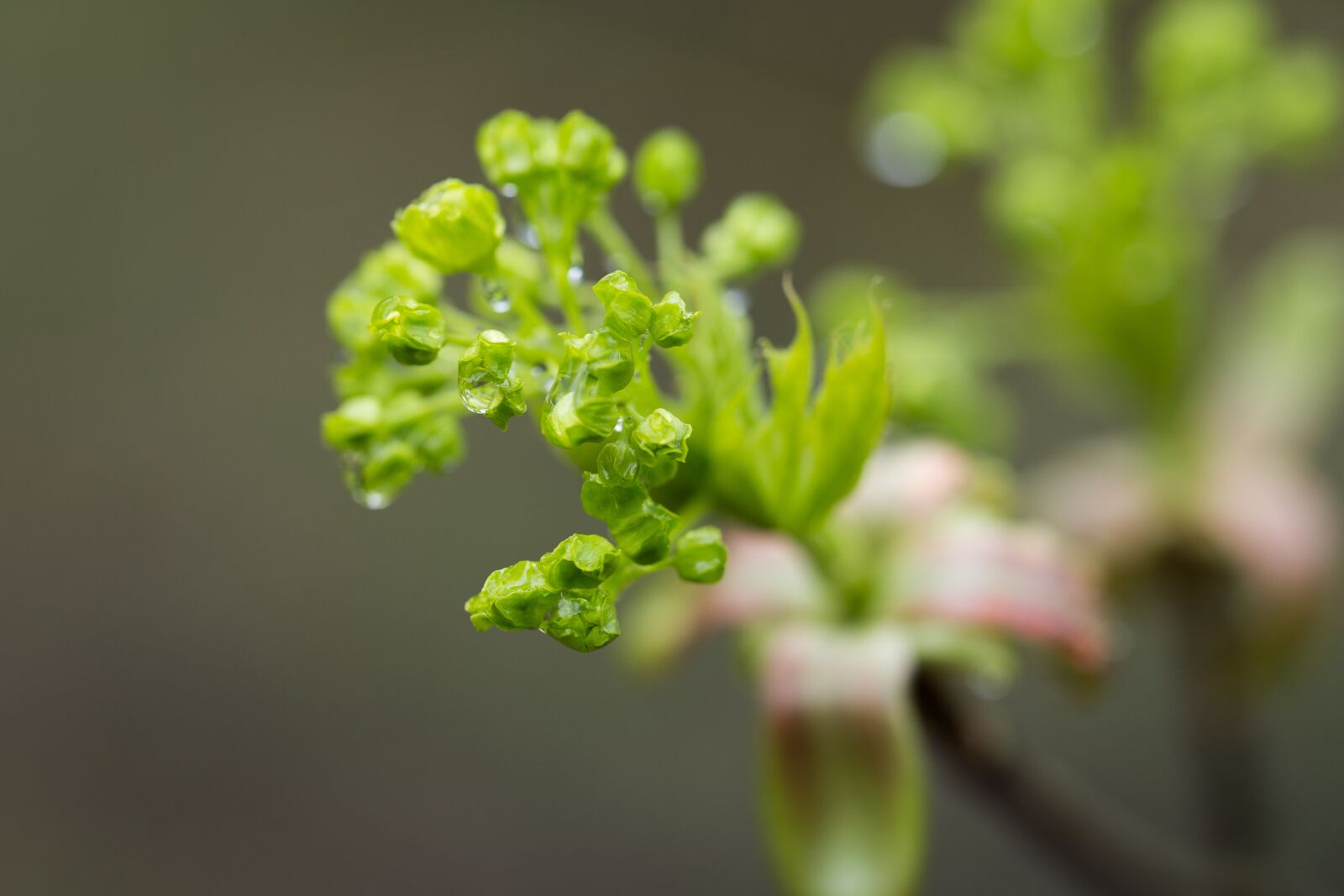 Canon EOS 6D sample photo. Buds in the rain photography