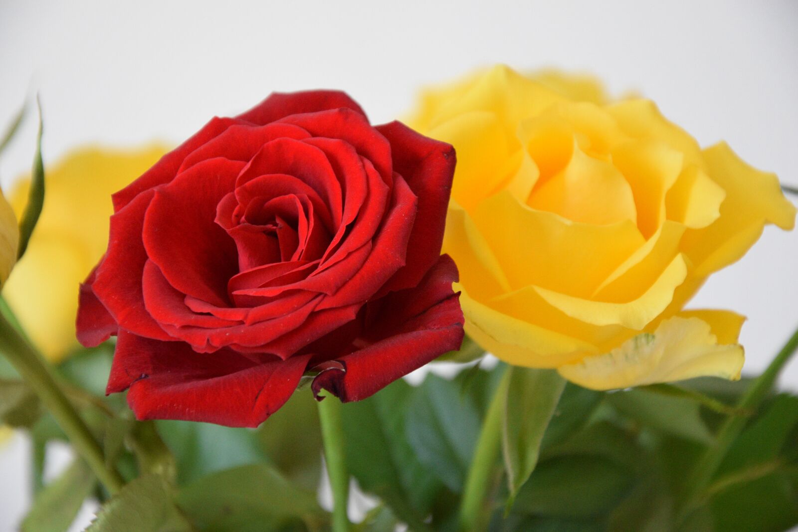 Nikon D5300 sample photo. Roses, flowers, leaves photography