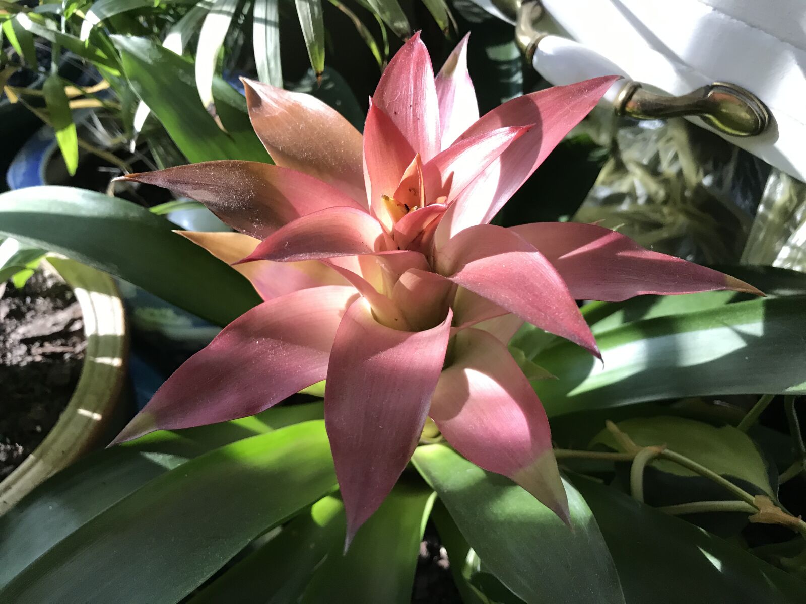 iPhone 7 Plus back dual camera 3.99mm f/1.8 sample photo. Bromeliad, flower, house plant photography