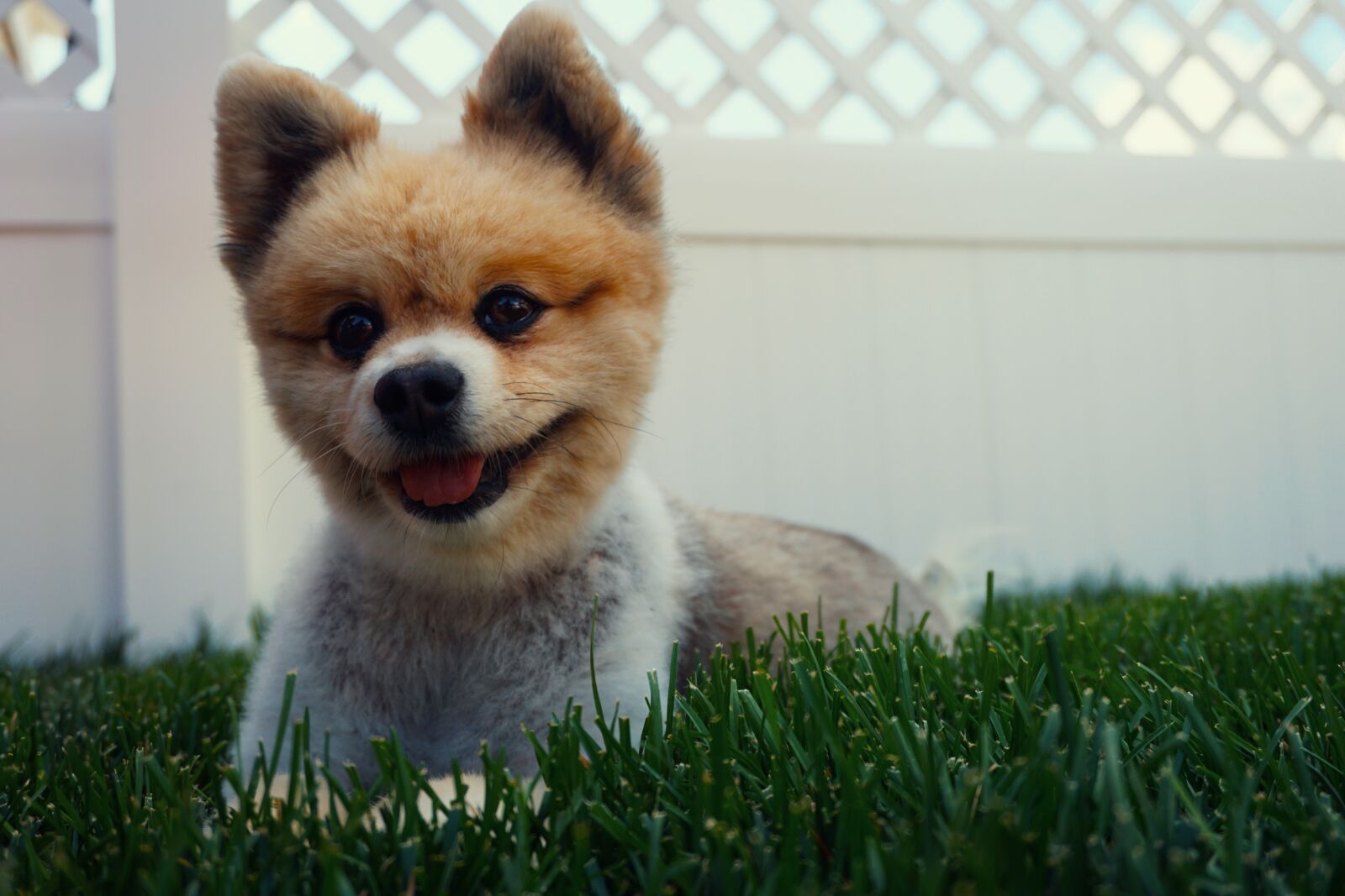 Sony a6300 sample photo. Dog, puppy, cute photography