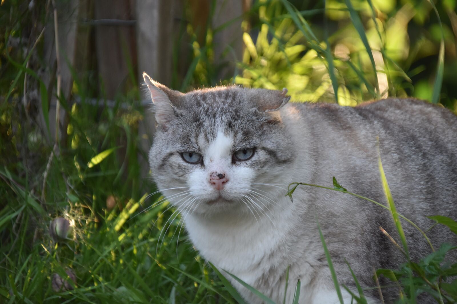 Nikon D5600 sample photo. Cat, feline, cat alley photography