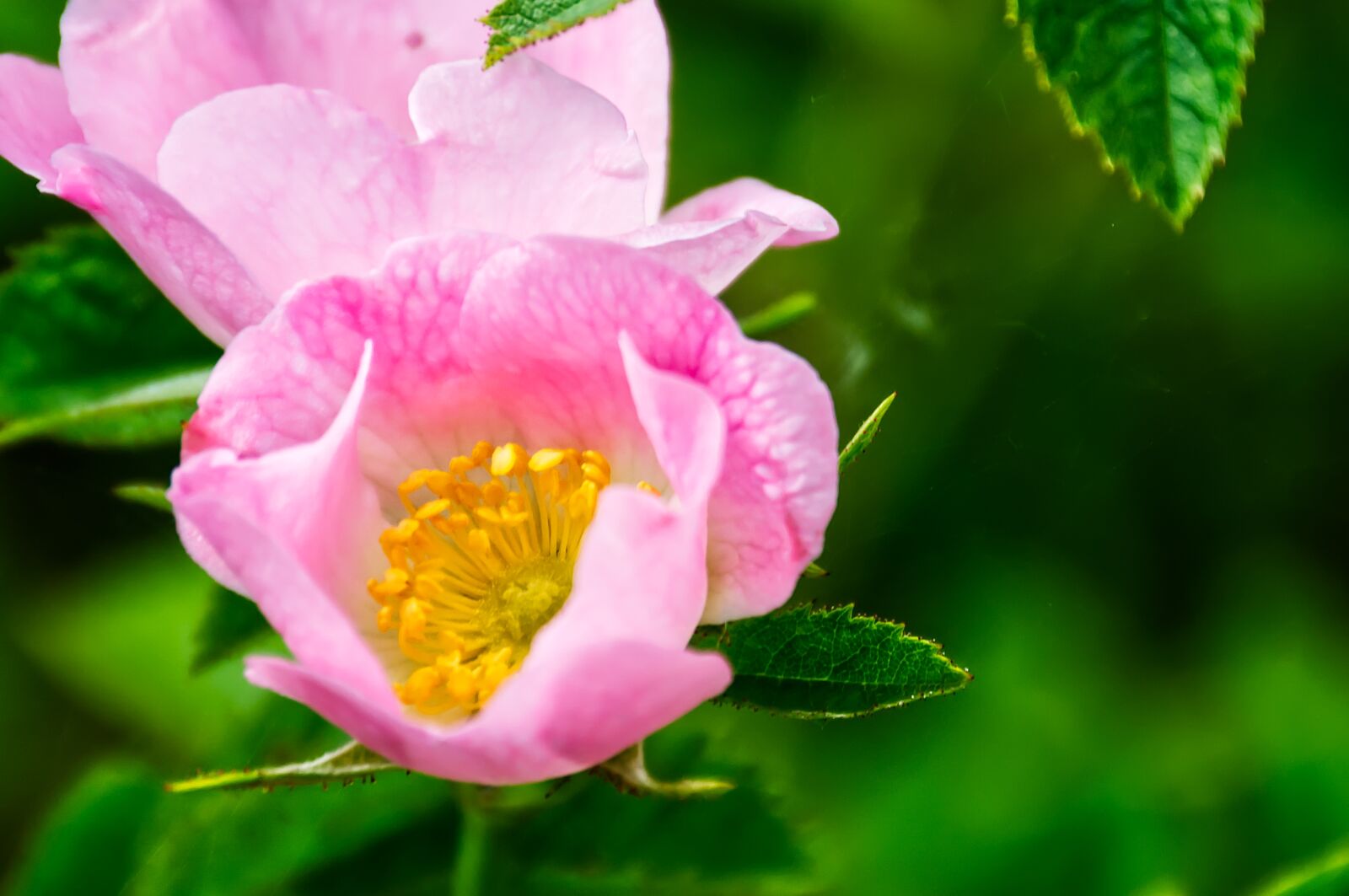 Nikon D3100 sample photo. Flower, blossom, bloom photography