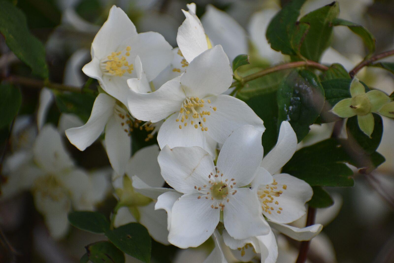 Nikon D5600 sample photo. White, blooming, flowers photography