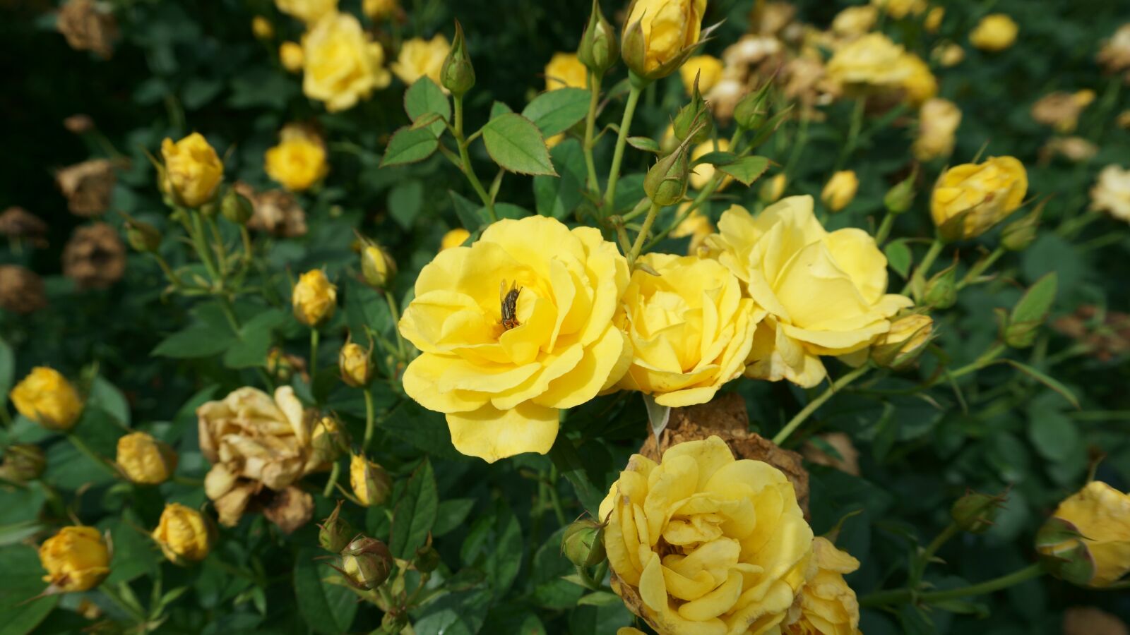 Sony a5100 sample photo. Yellow, flowers, yellow flower photography