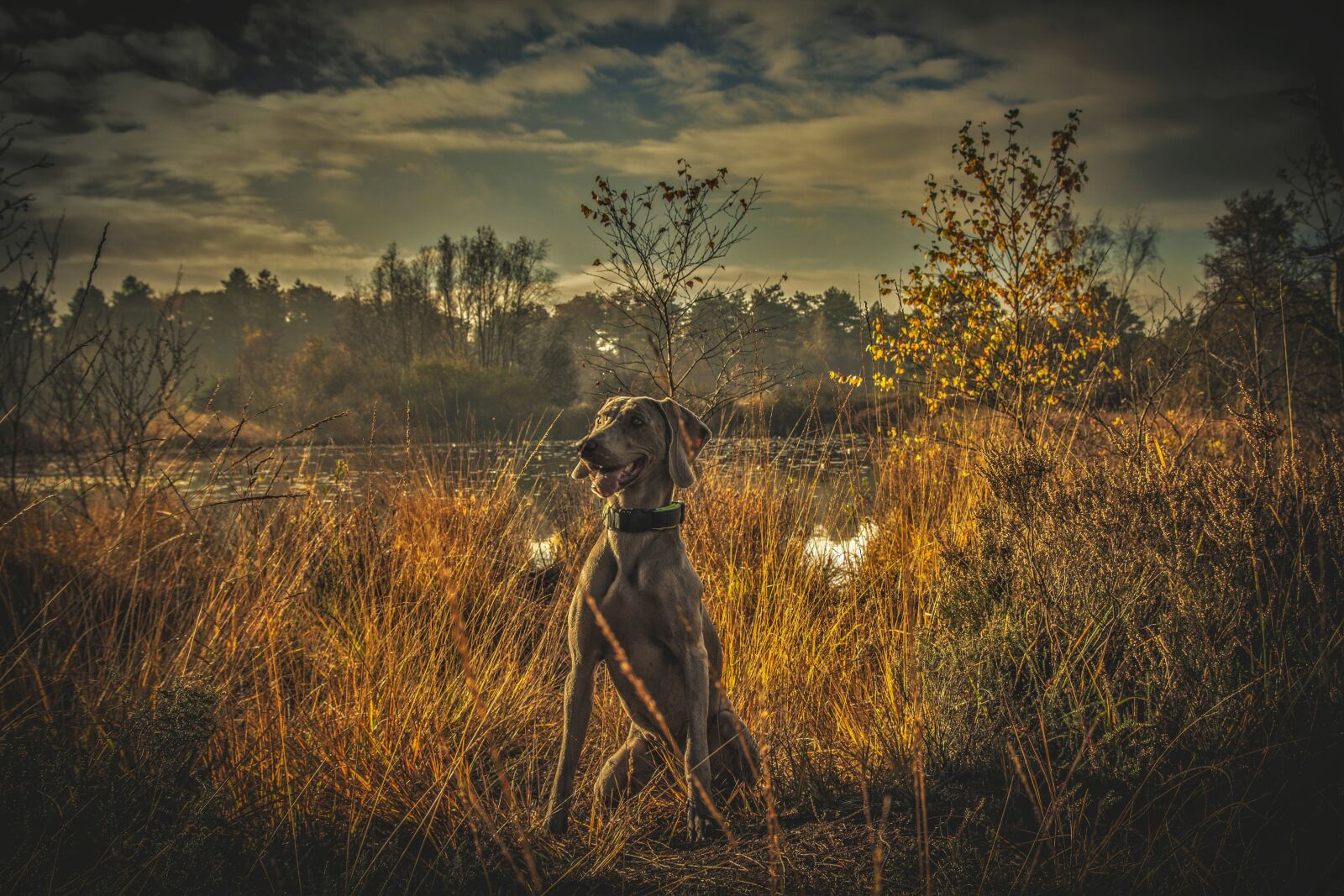 Canon EOS 60D sample photo. Dog, animal, cute photography