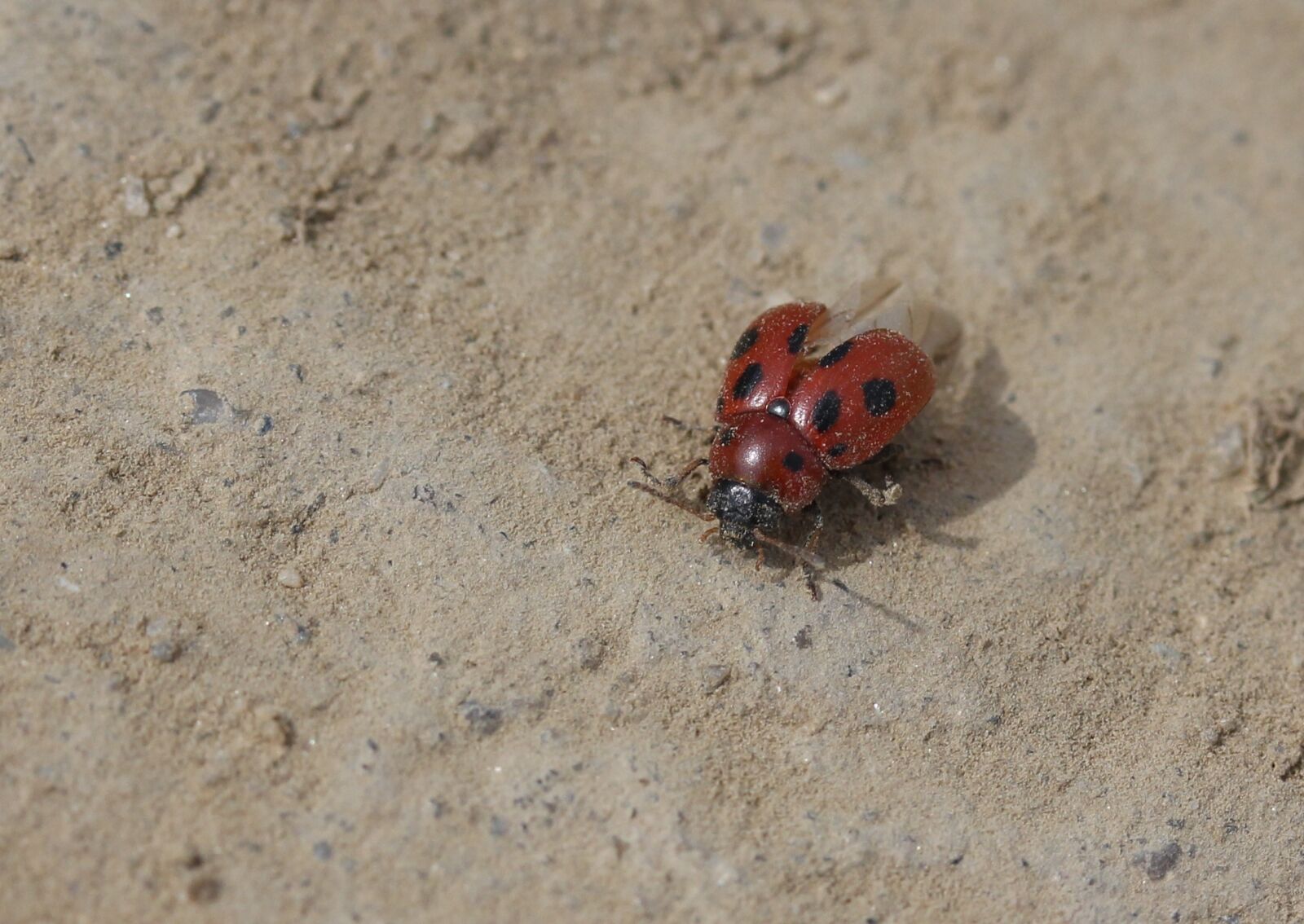 Canon EF-S 60mm F2.8 Macro USM sample photo. Baja, red, insecta photography