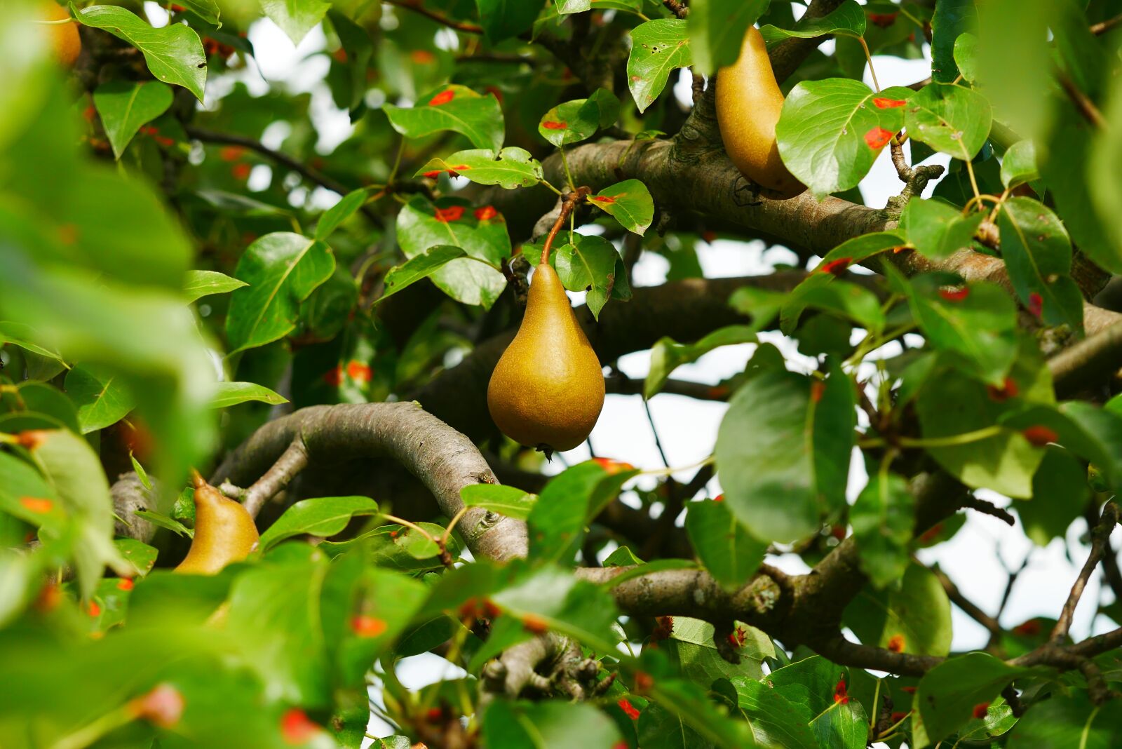 Panasonic Lumix DC-GX850 (Lumix DC-GX800 / Lumix DC-GF9) sample photo. Pear, pyrus malus, fruit photography