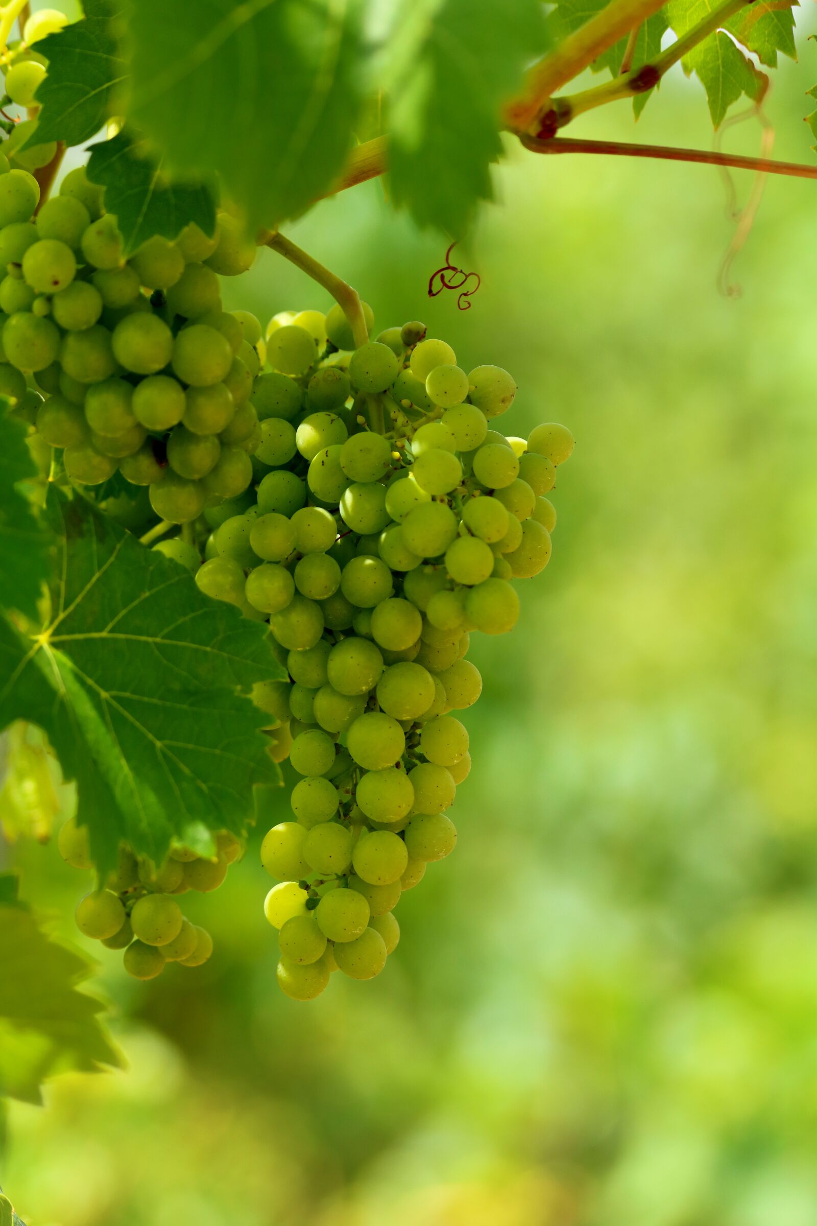 Canon EF 70-300mm F4-5.6 IS USM sample photo. The grapes, wine, fruit photography