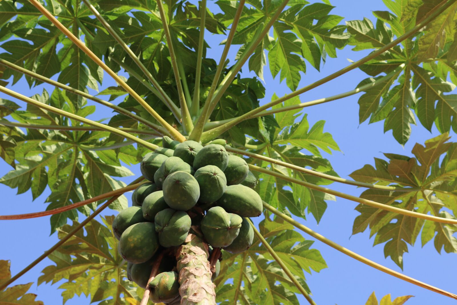 Canon EOS 750D (EOS Rebel T6i / EOS Kiss X8i) sample photo. Papaya, tree, fruits photography