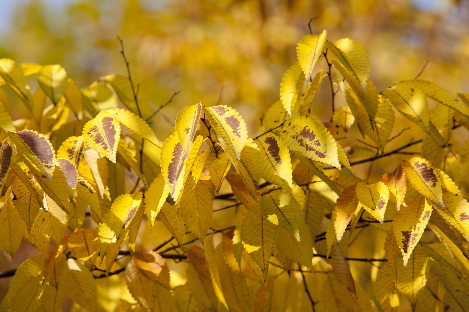 Canon EOS 5D sample photo. Autumn, autumn leaves, maple photography