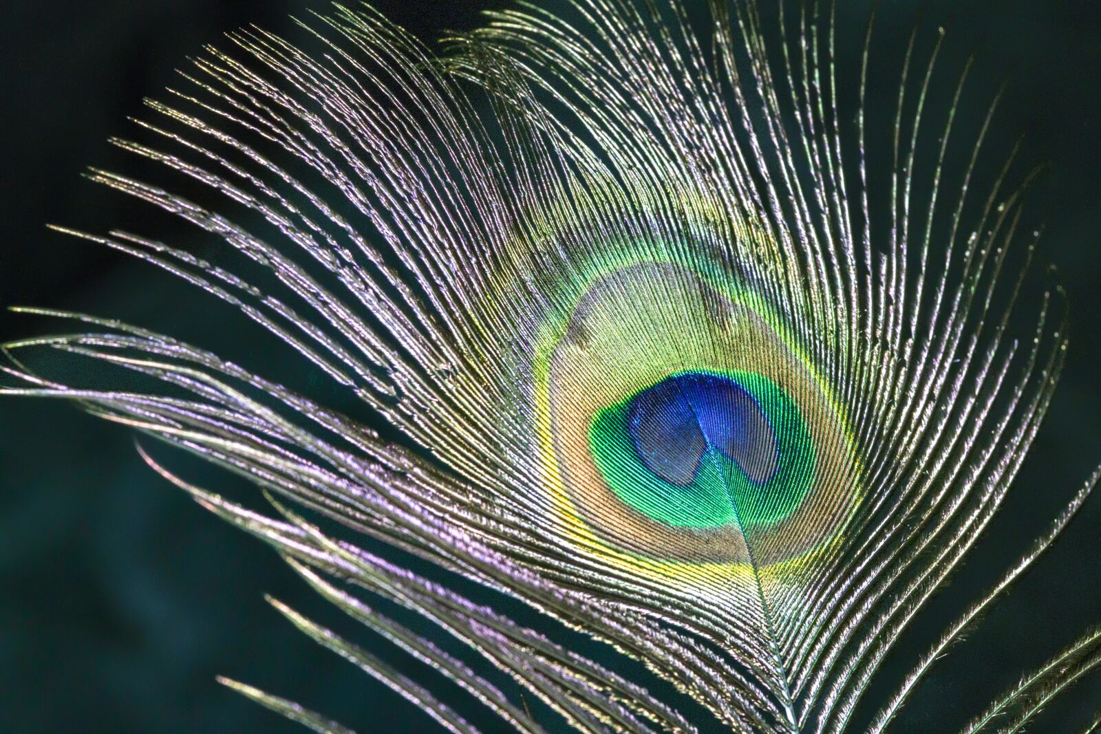 Canon EOS 500D (EOS Rebel T1i / EOS Kiss X3) sample photo. Peacock, feather, bird photography