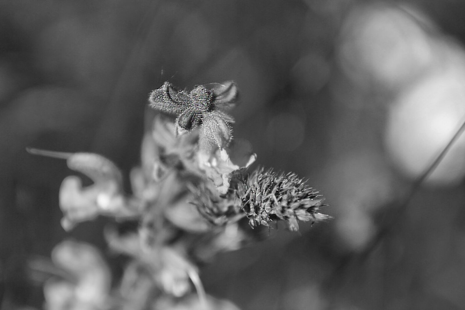 Canon EOS 60D sample photo. Fiore, selvatico, bn photography