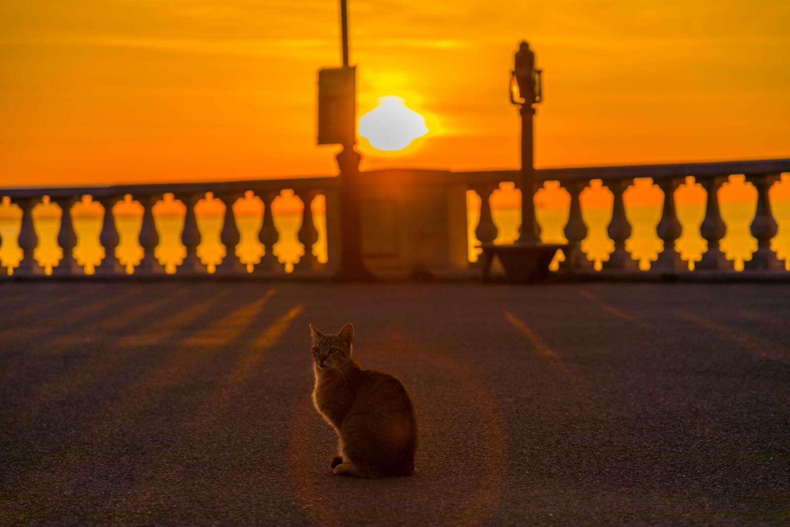 Canon EOS 5D Mark IV sample photo. Cat, sunrise, sun photography