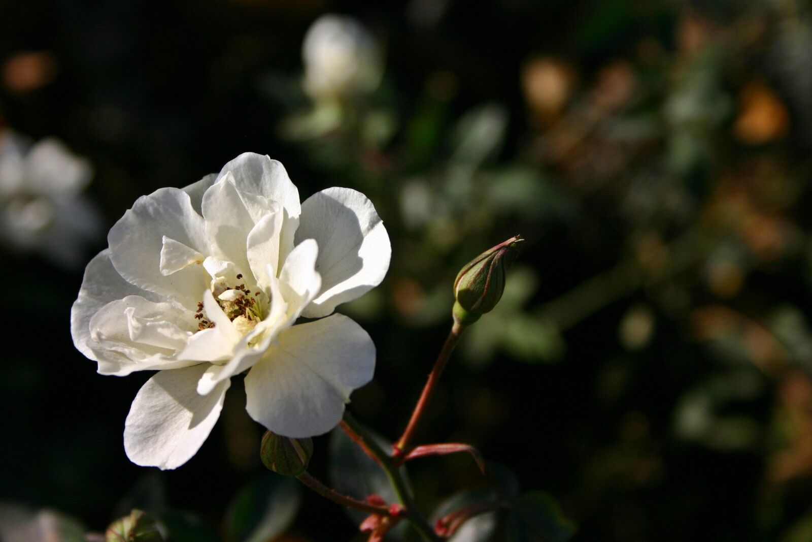 Canon EOS 300D (EOS Digital Rebel / EOS Kiss Digital) sample photo. Rose, white, blossom photography