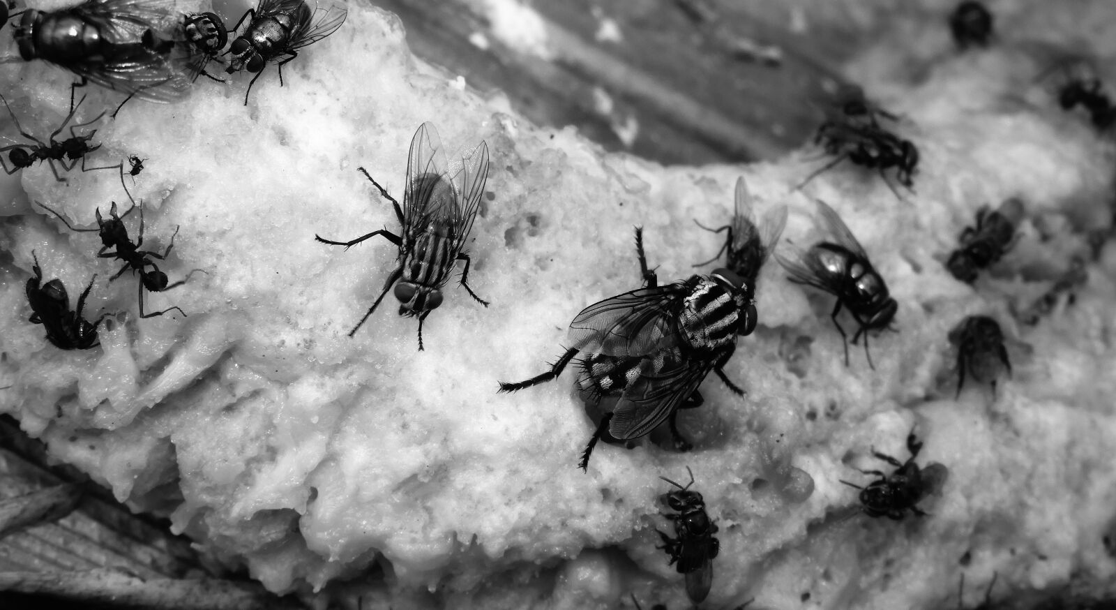 Nikon Coolpix B700 sample photo. Black and white, insects photography