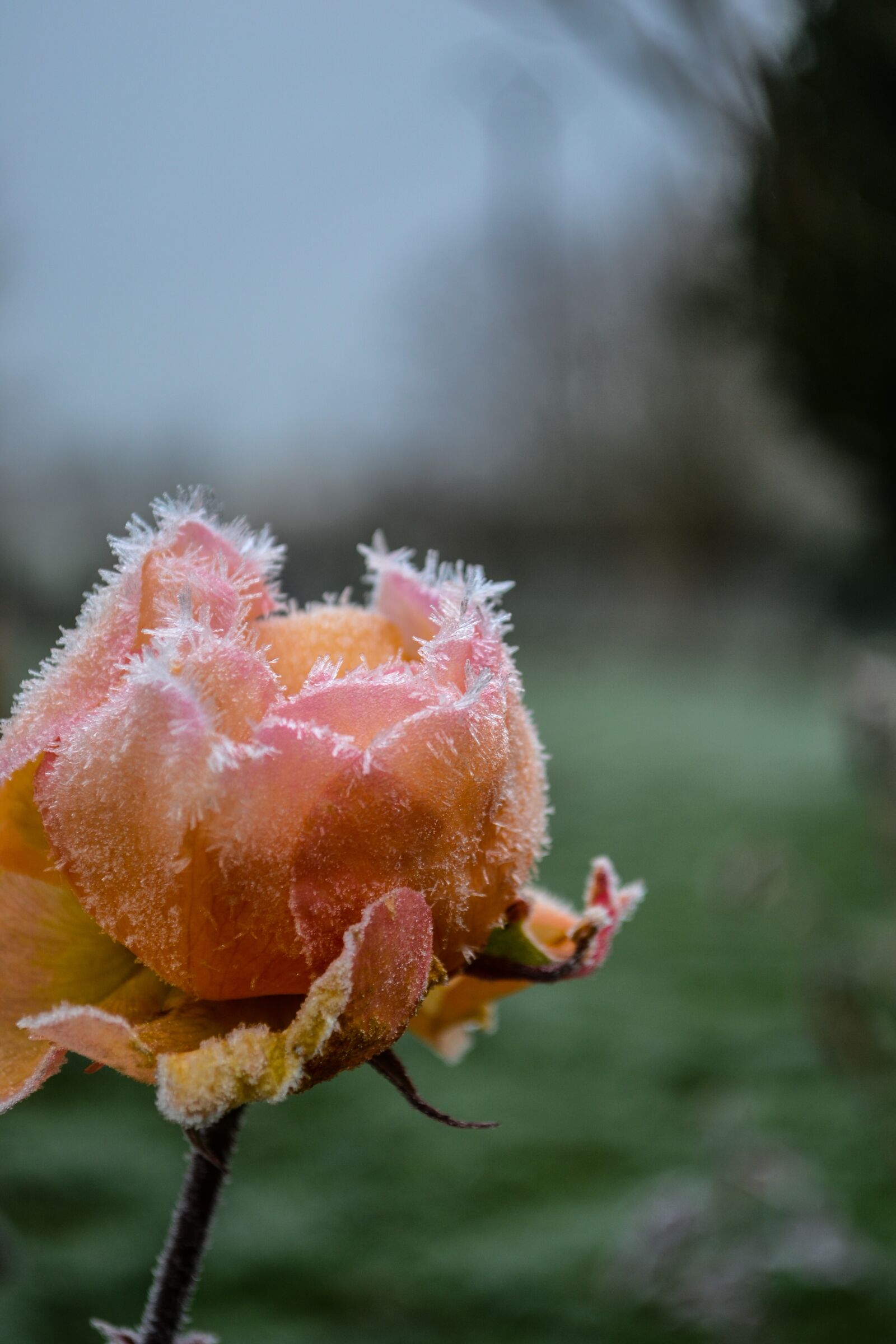 Nikon D3100 sample photo. Gel, flowers, flower photography