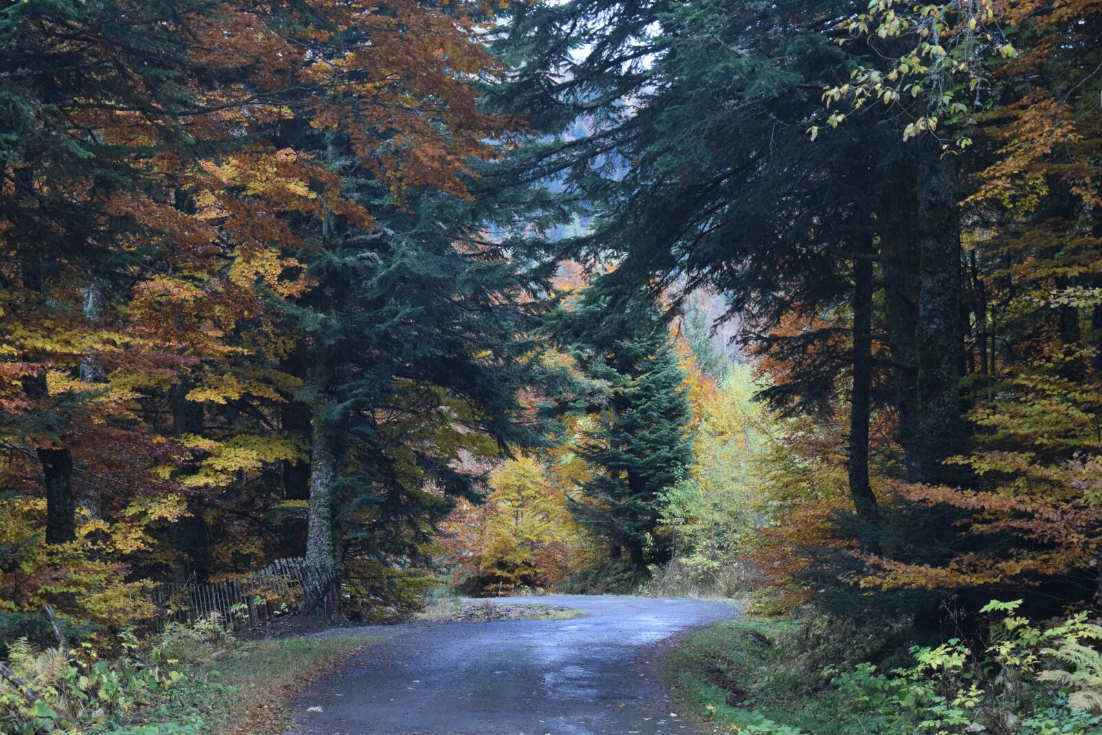 Nikon D3300 sample photo. Wood, path, colors photography