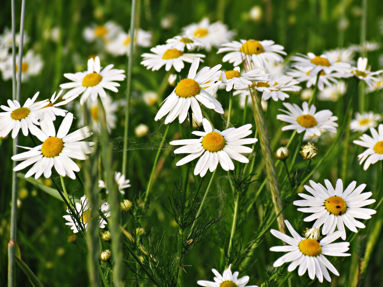 Canon PowerShot SX30 IS sample photo. Flower, chamomile, meadow photography