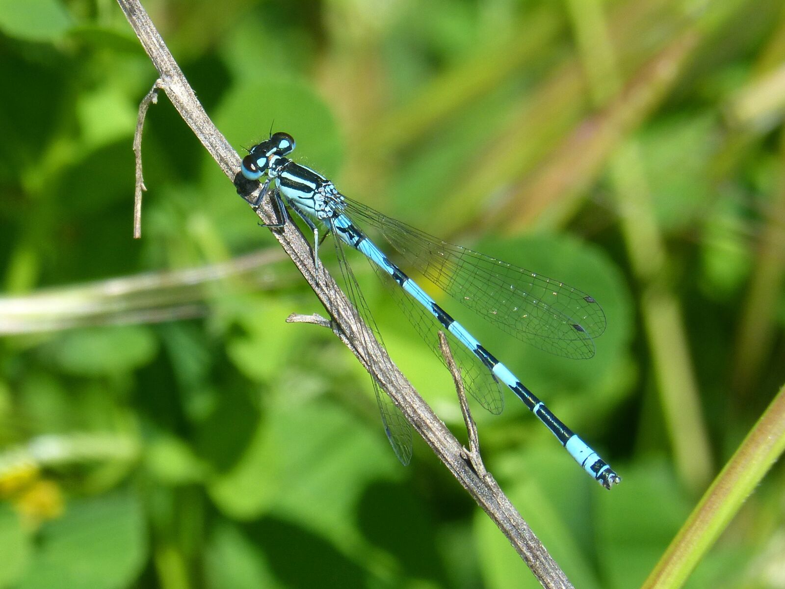 Panasonic DMC-FZ62 sample photo. Dragonfly, blue dragonfly, coenagrion photography