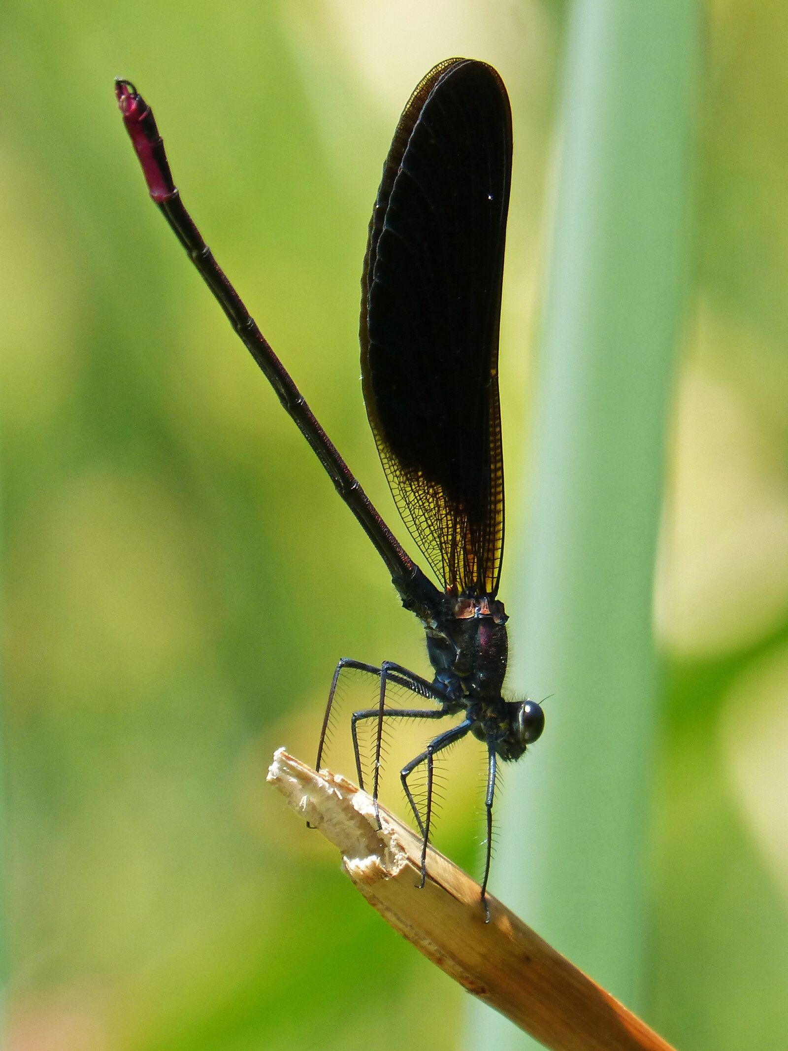 Panasonic DMC-FZ62 sample photo. Dragonfly, black dragonfly, calopteryx photography