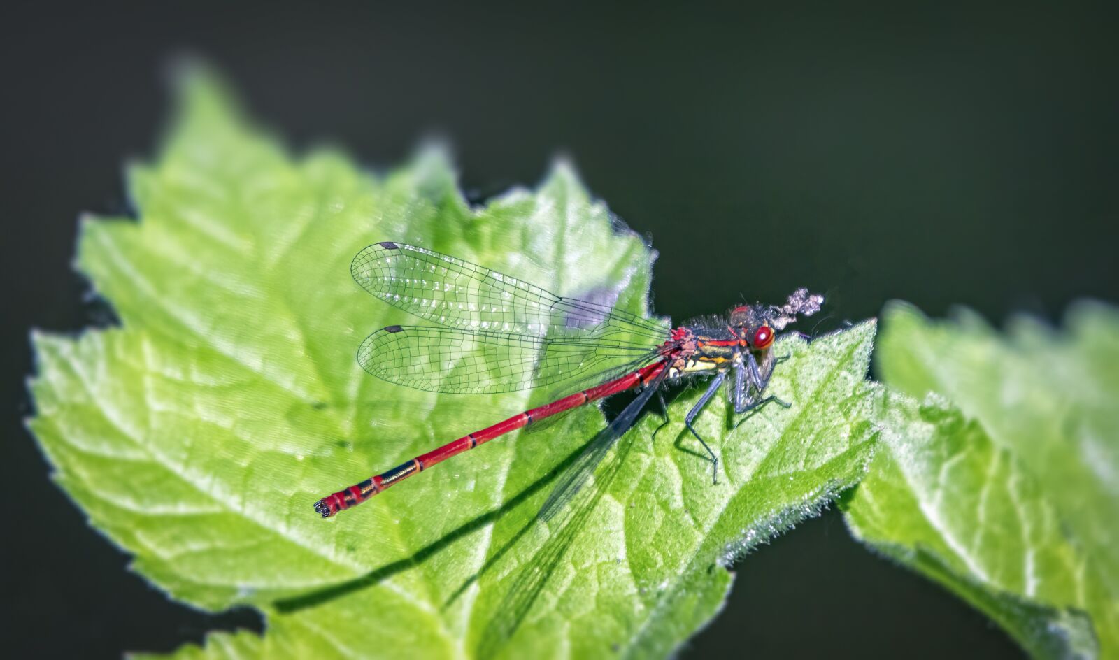 Sigma 100-400mm F5-6.3 DG OS HSM sample photo. Large-red-damselfly, insect, wildlife photography